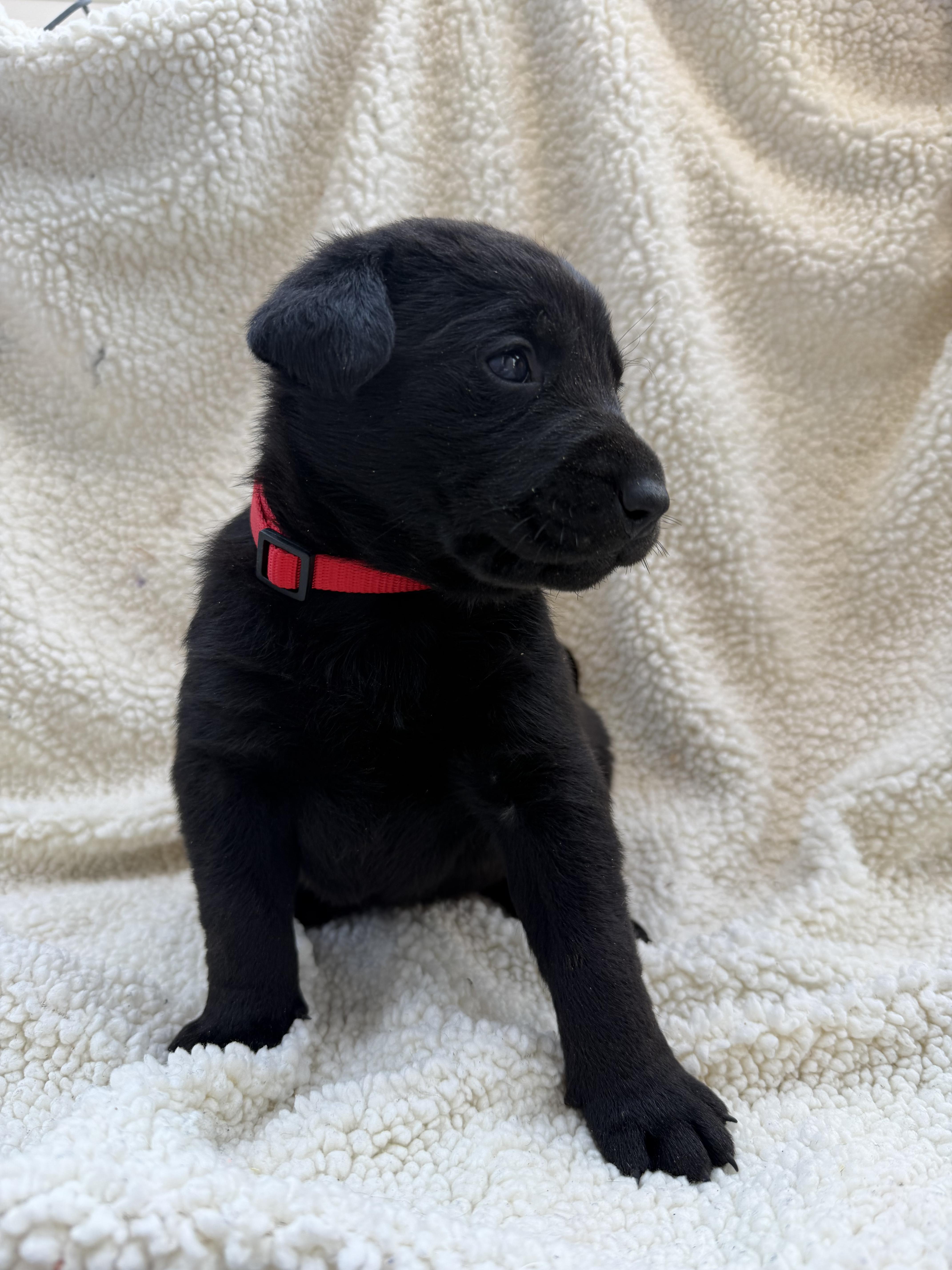 MADELINE, Adoptable, Puppy Female Labrador Retriever & Golden Retriever.