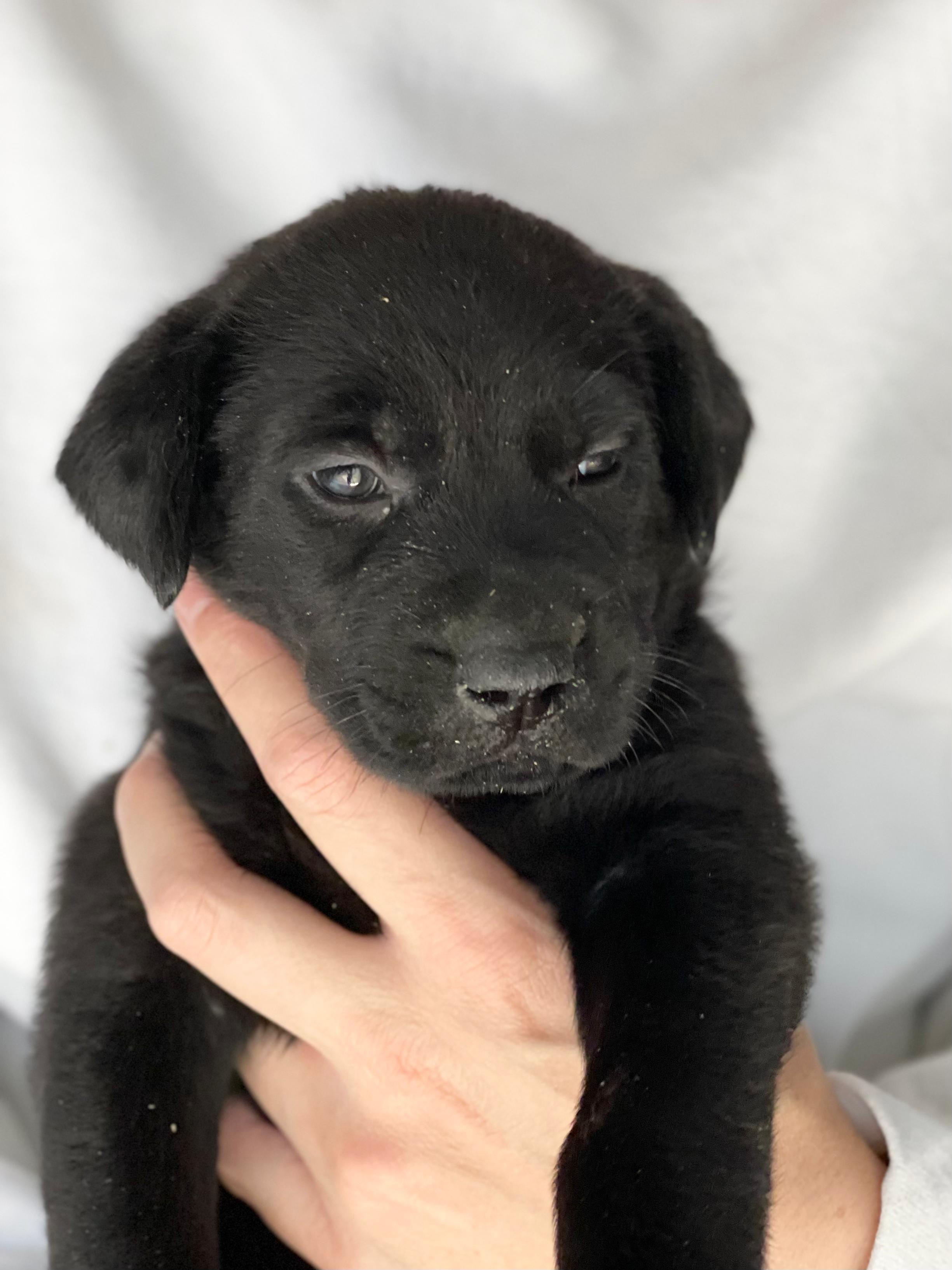 Enlarge MADELINE, a Adoptable mixed breed in Discovery Bay, CA image 2/3