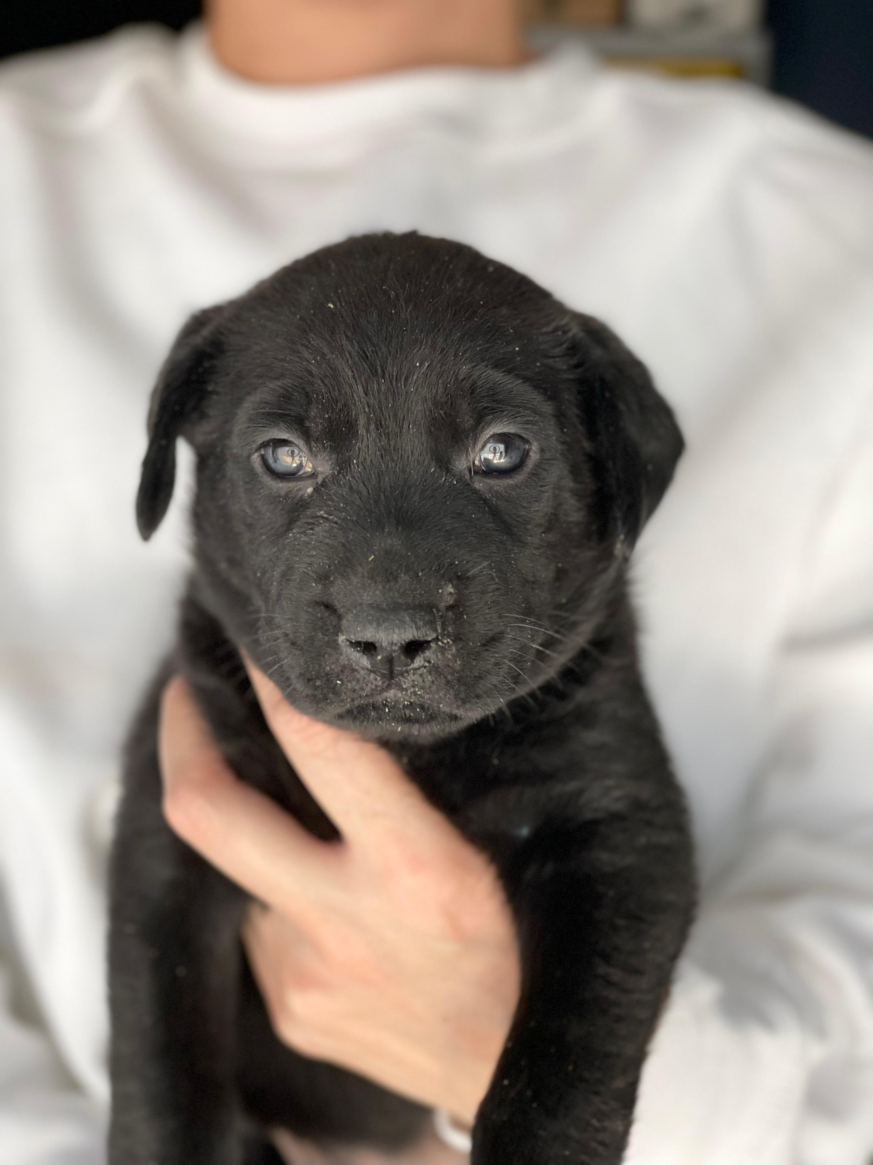 Enlarge MADELINE, a Adoptable mixed breed in Discovery Bay, CA image 3/3