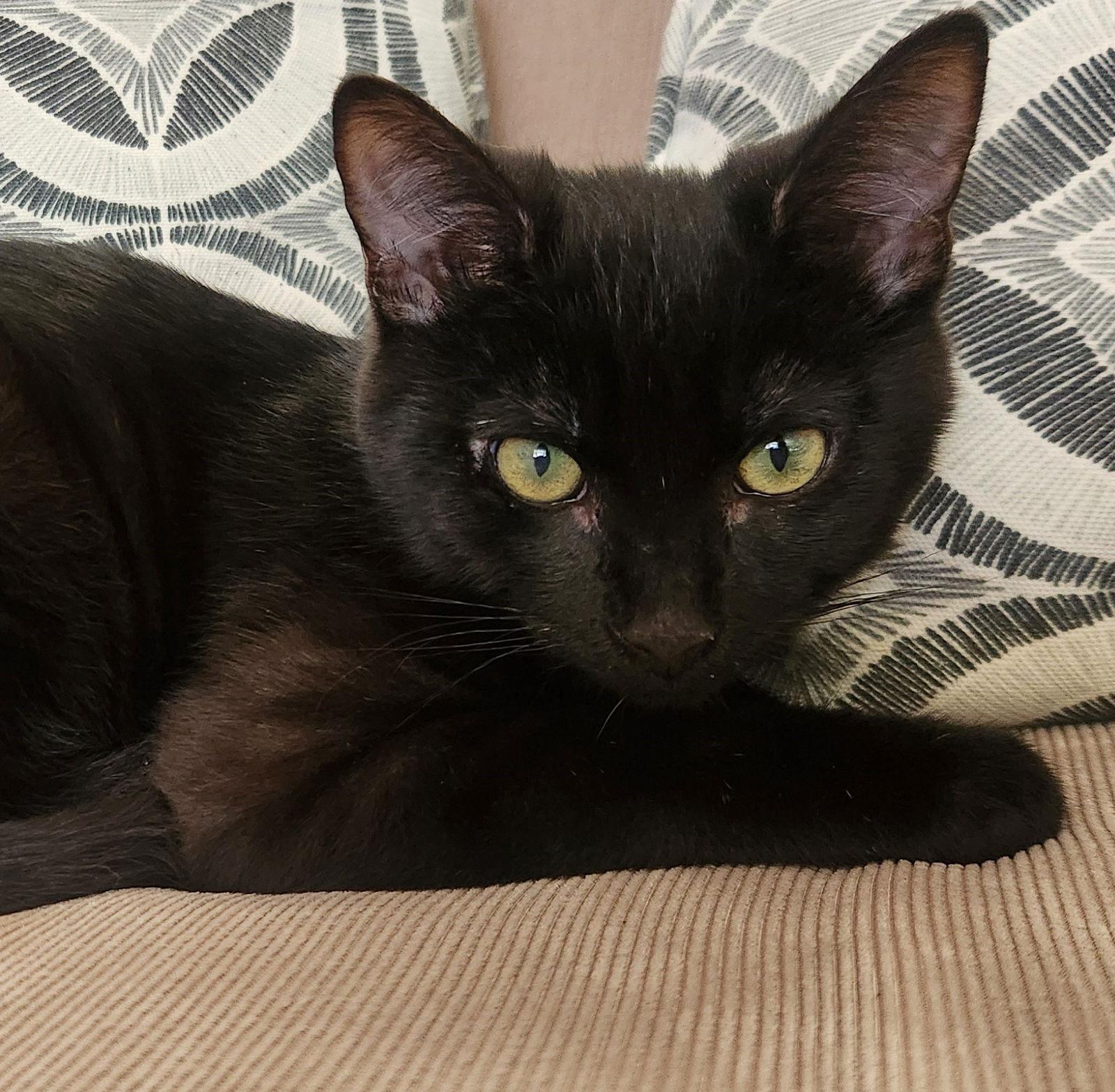 Enlarge Plant: Bud, a Adoptable Domestic Short Hair in Palo Alto, CA image 1/3