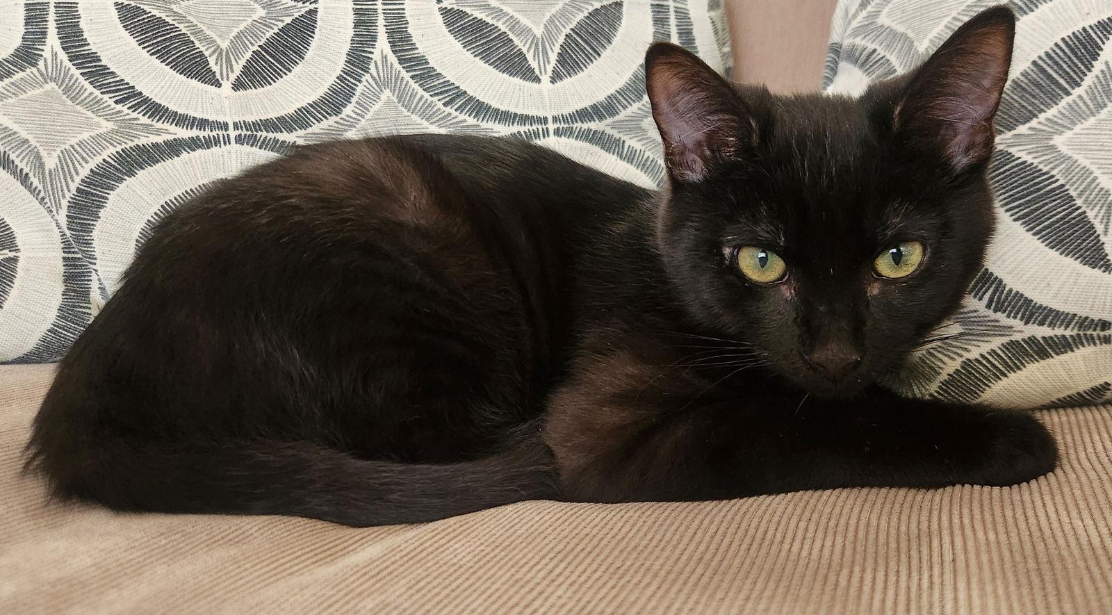 Enlarge Plant: Bud, a Adoptable Domestic Short Hair in Palo Alto, CA image 2/3