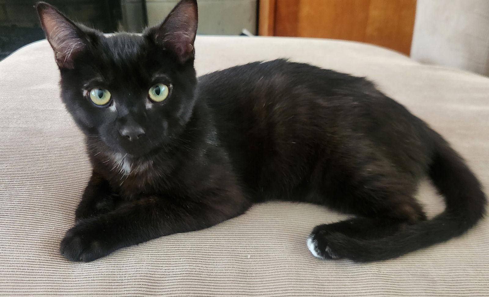 Enlarge Plant: Bud, a Adoptable Domestic Short Hair in Palo Alto, CA image 3/3