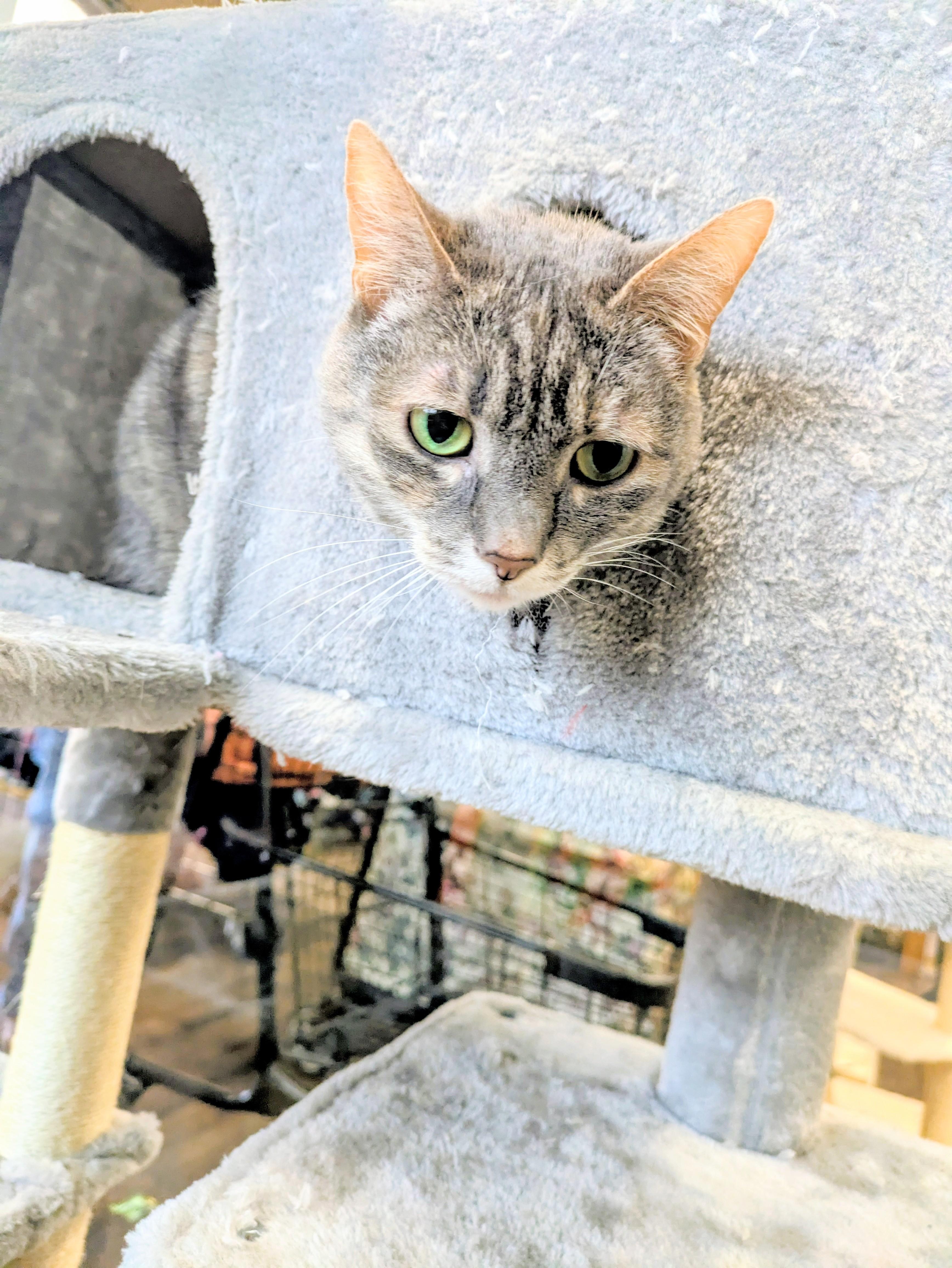 Guppy, a ADOPTABLE mixed breed in Frederick, MD image 2/2