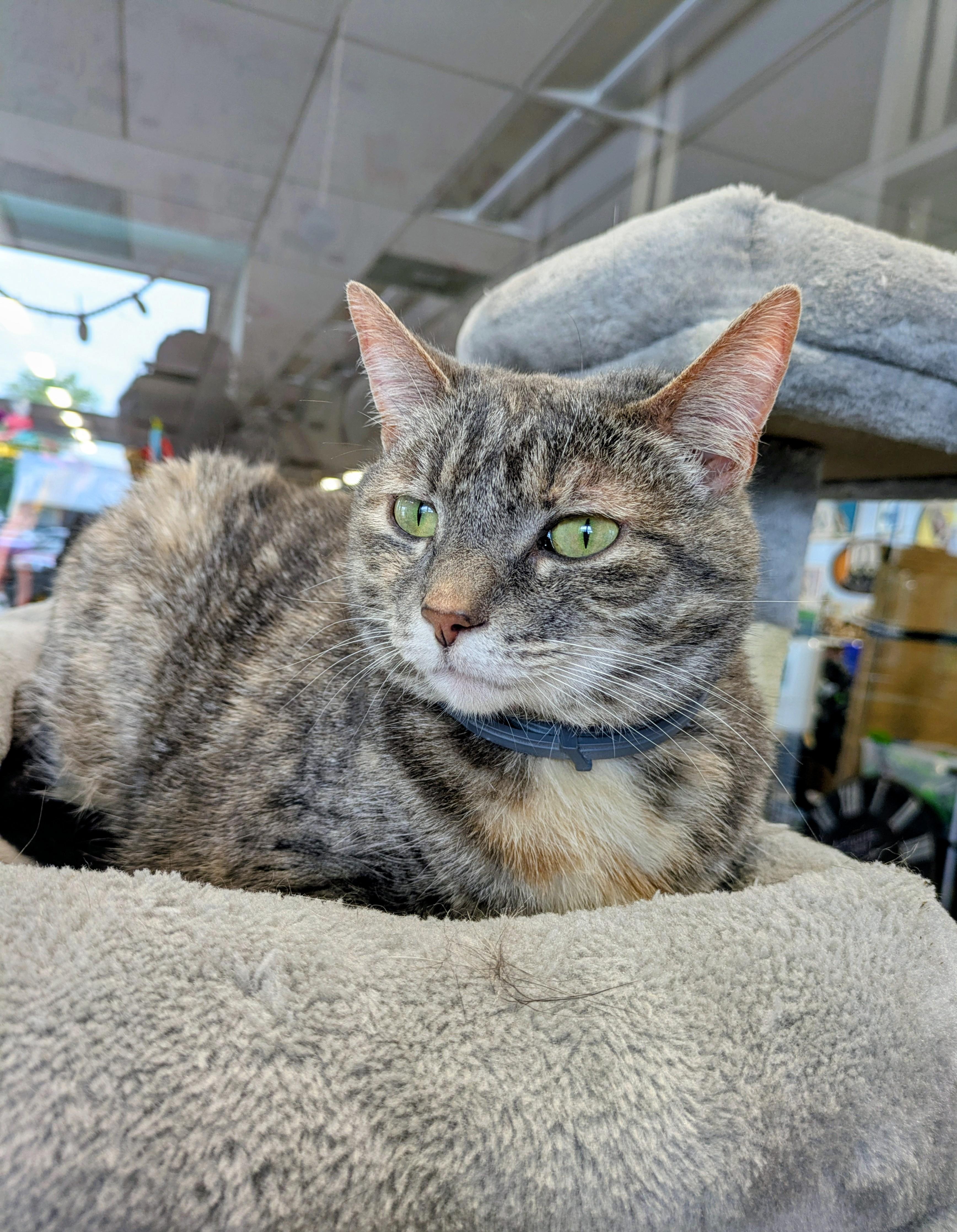 Guppy, ADOPTABLE, Adult Female American Shorthair.