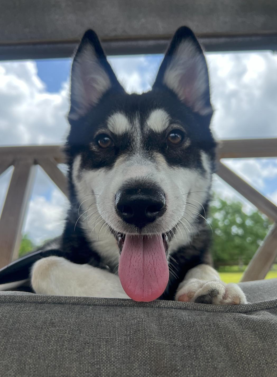 MADDIE, an adopted Husky in Tacoma, WA image 2/6