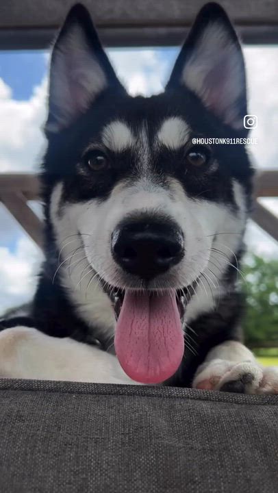 Enlarge MADDIE, an adopted Husky in Tacoma, WA video 3/6