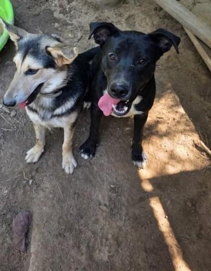Enlarge Sugar Bear, a ADOPTABLE mixed breed in Hot Springs, AR image 4/6