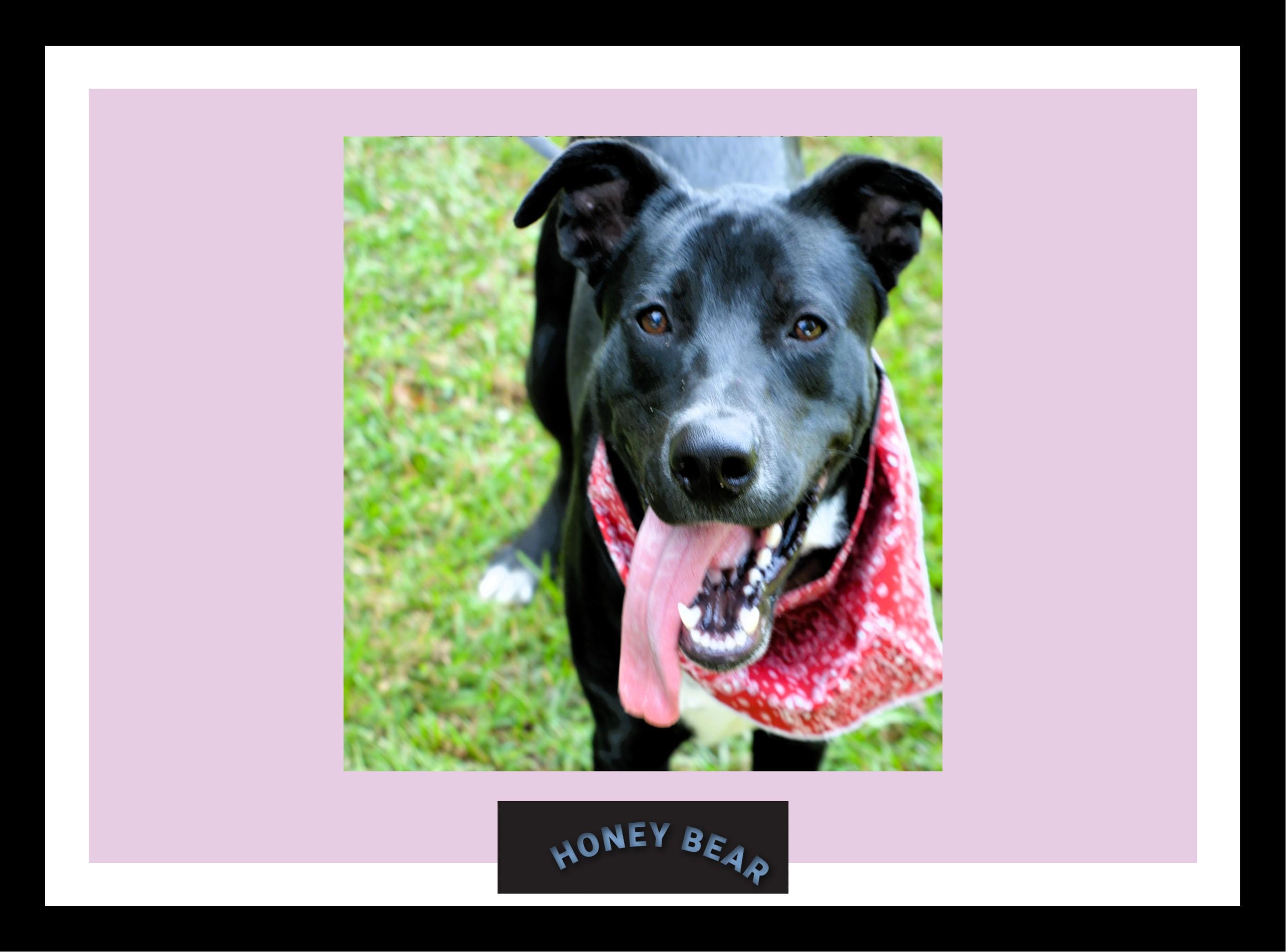 Enlarge Sugar Bear, a ADOPTABLE mixed breed in Hot Springs, AR image 3/6