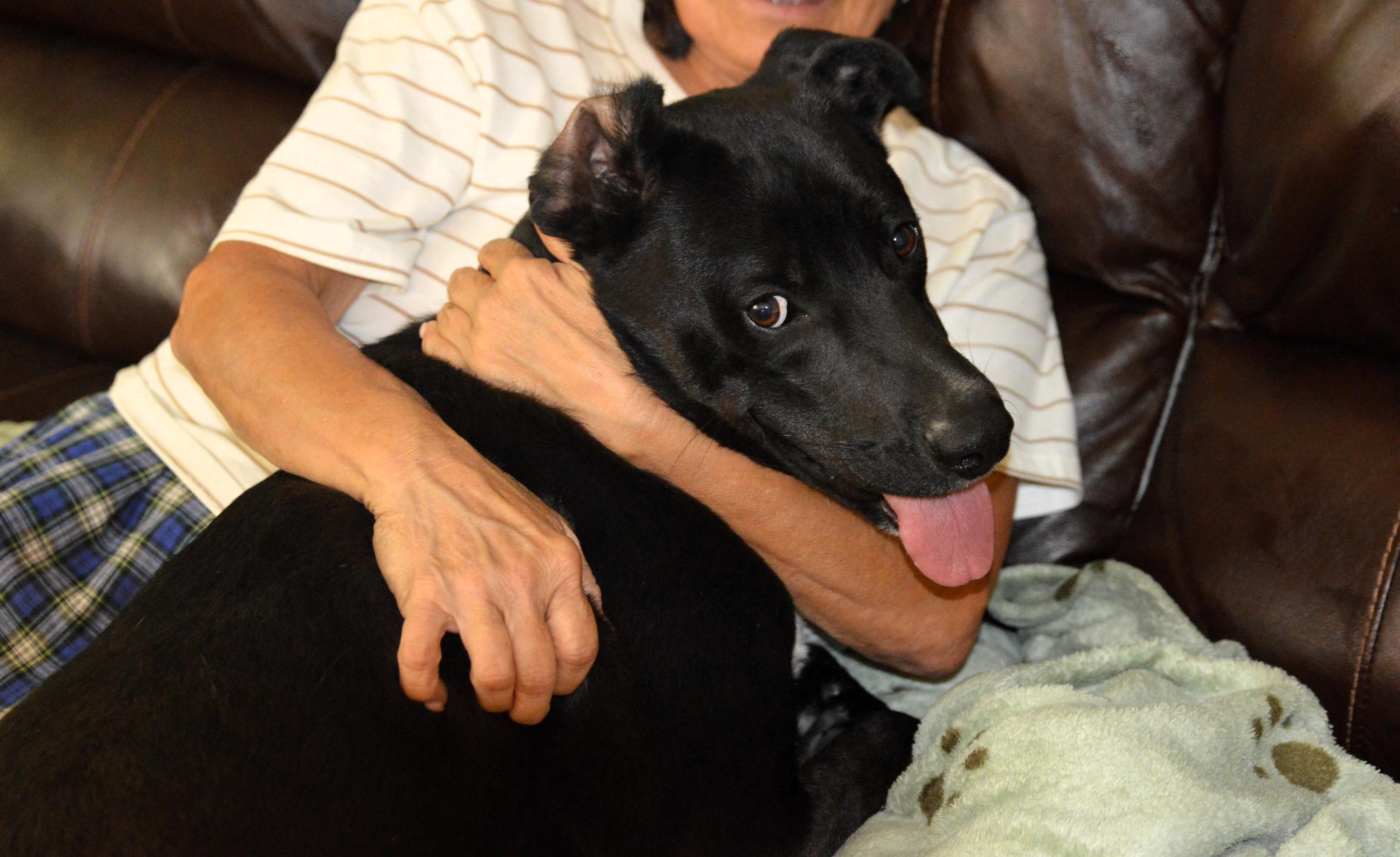 Sugar Bear, a ADOPTABLE mixed breed in Hot Springs, AR image 6/6