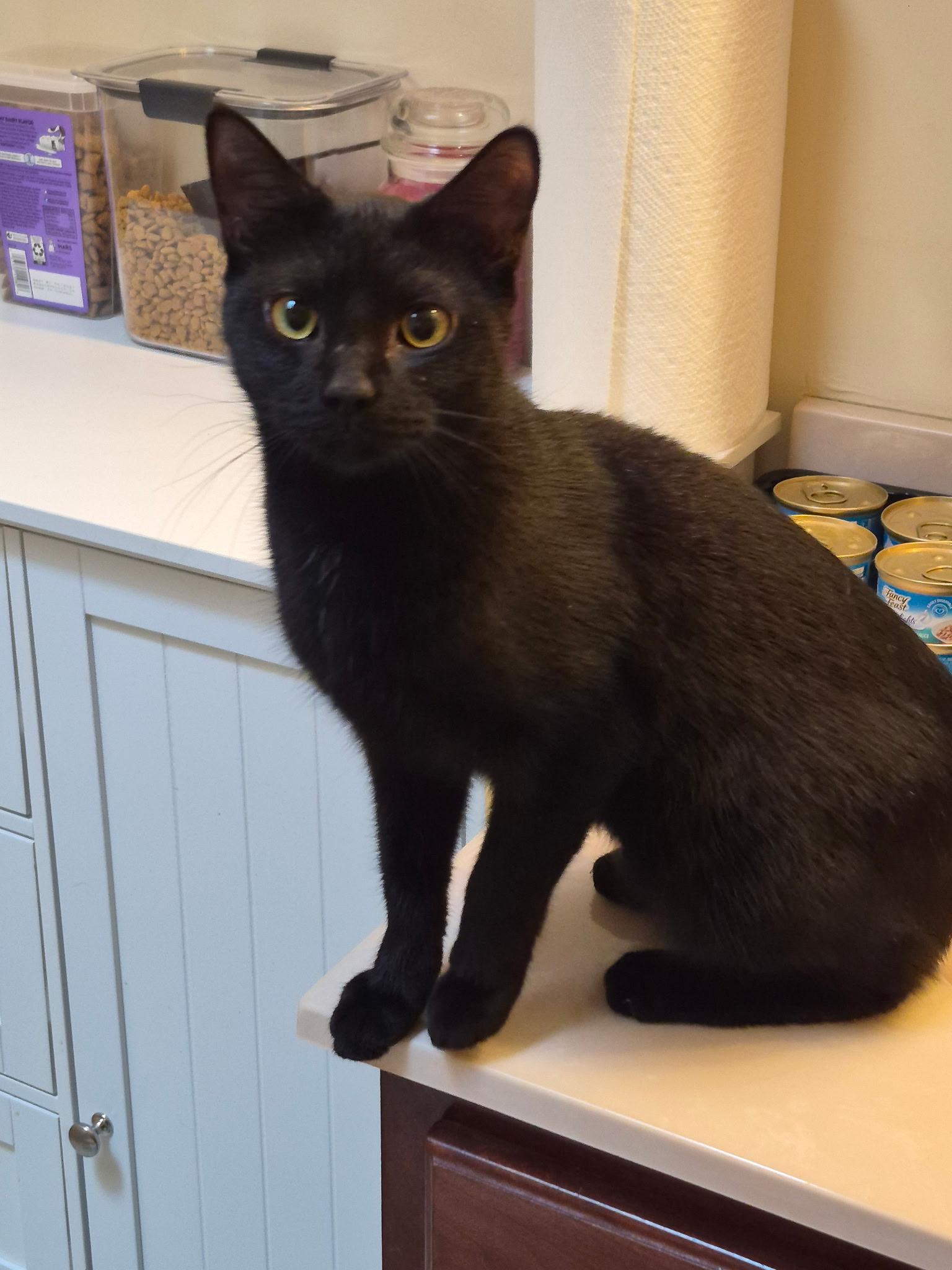 Enlarge Flyer, a ADOPTABLE Domestic Short Hair in Galloway, NJ image 1/1