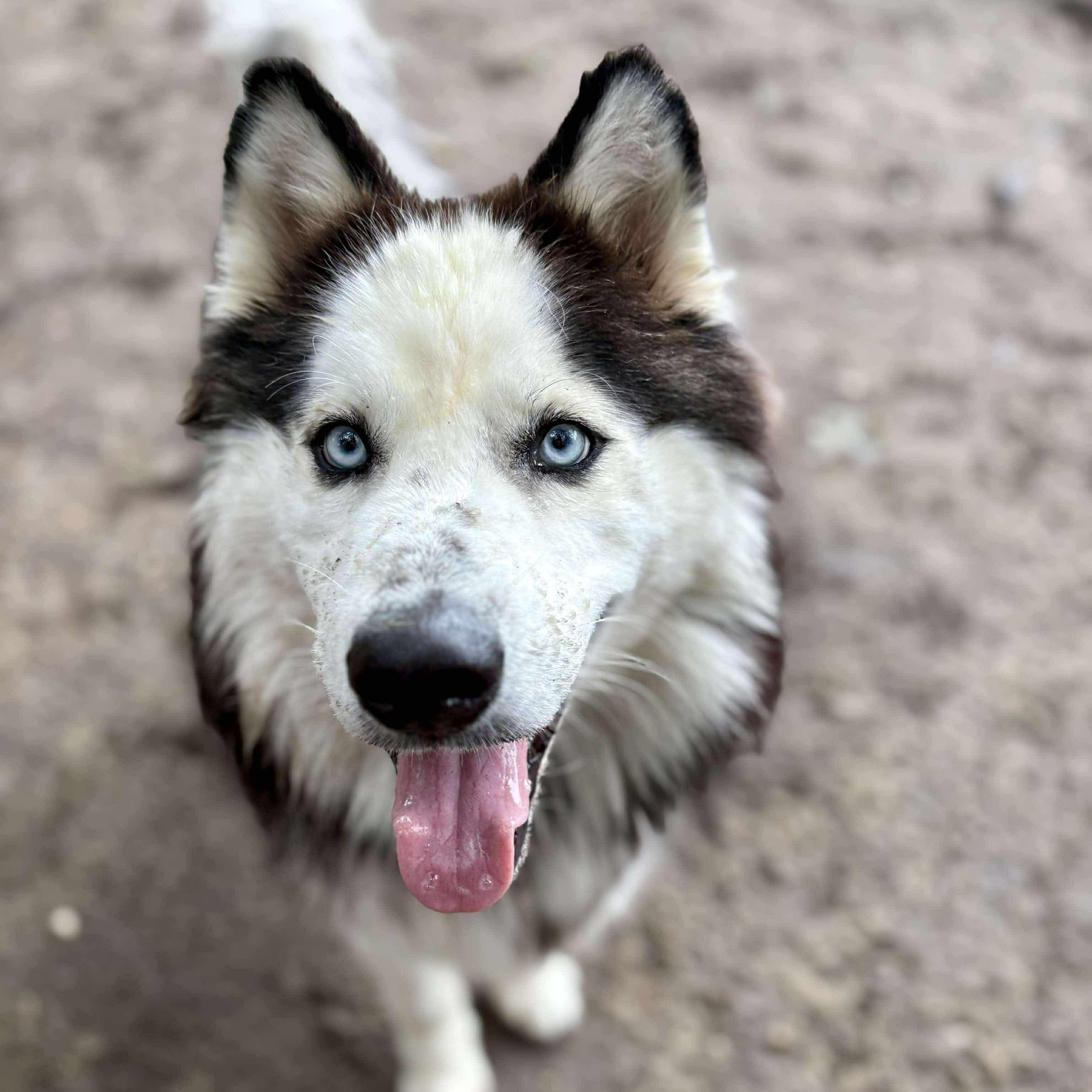Sky, a Adoptable Husky in Brookhaven, NY image 1/4
