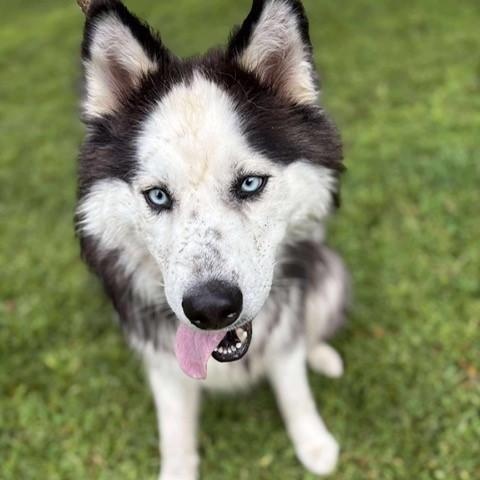 Sky, a Adoptable Husky in Brookhaven, NY image 2/4