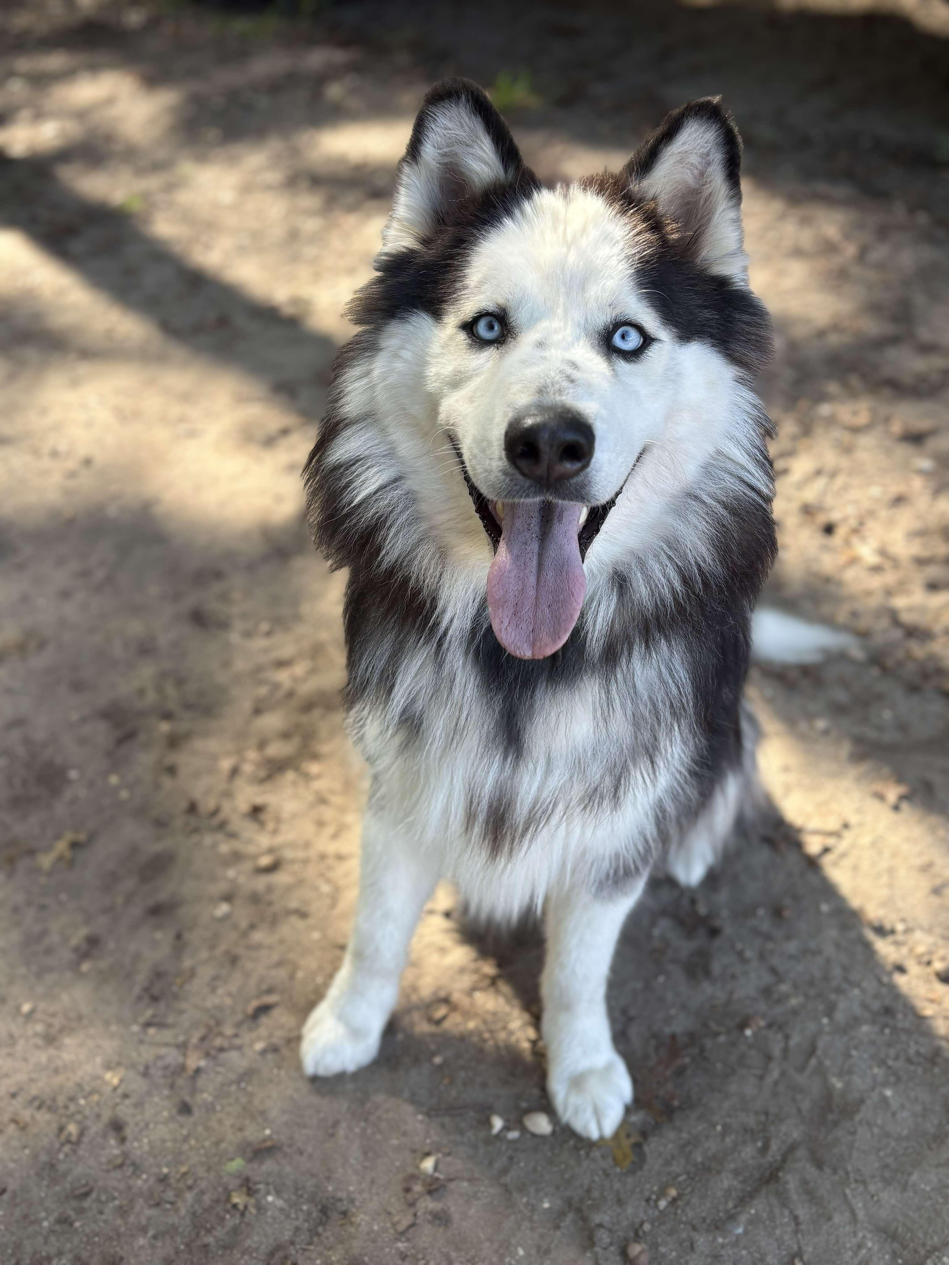 Sky, a Adoptable Husky in Brookhaven, NY image 3/4