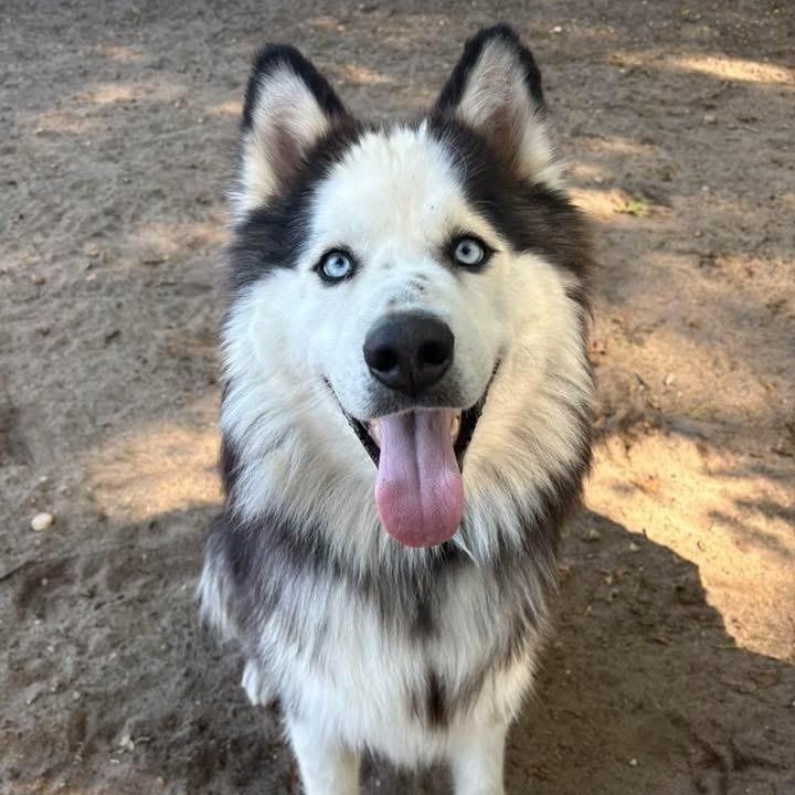 Sky, a Adoptable Husky in Brookhaven, NY image 4/4