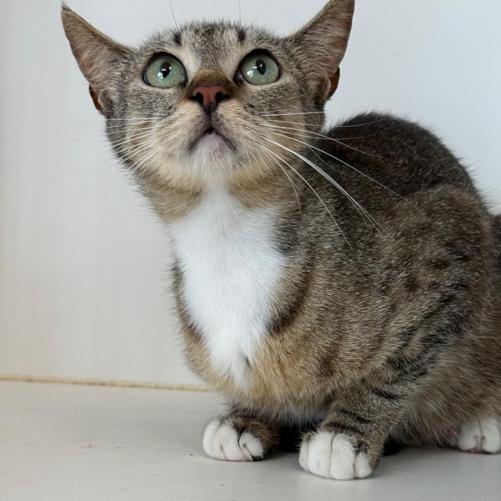 Enlarge chewy, a Adoptable American Shorthair in Portland, TX image 1/1