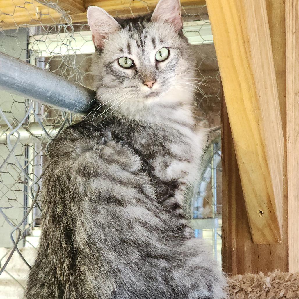 Flora, a Adoptable Domestic Long Hair in Williston, FL image 1/3