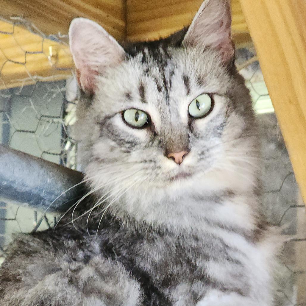 Flora, a Adoptable Domestic Long Hair in Williston, FL image 3/3