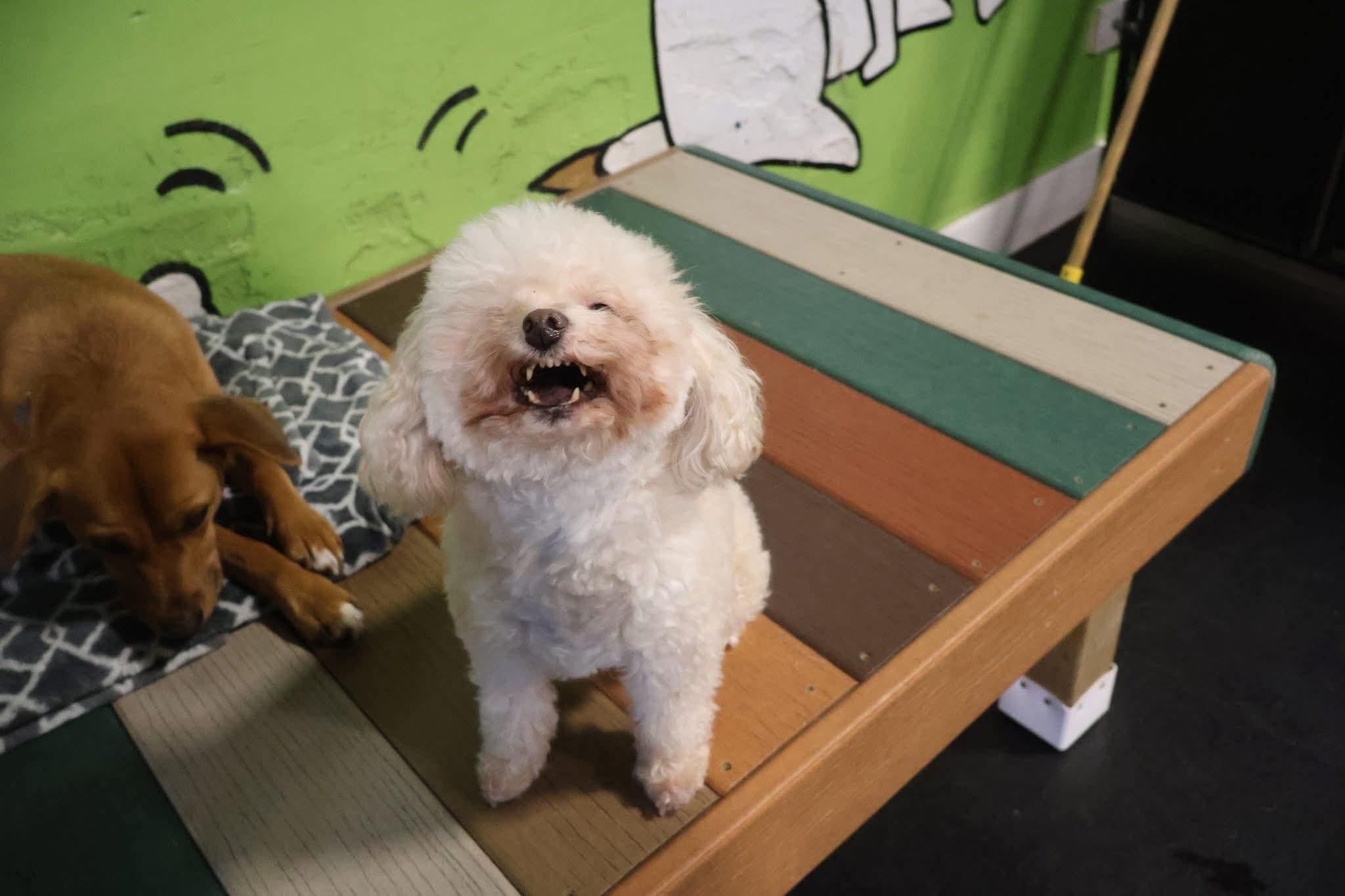 Frida, ADOPTABLE, Adult Female Miniature Poodle.