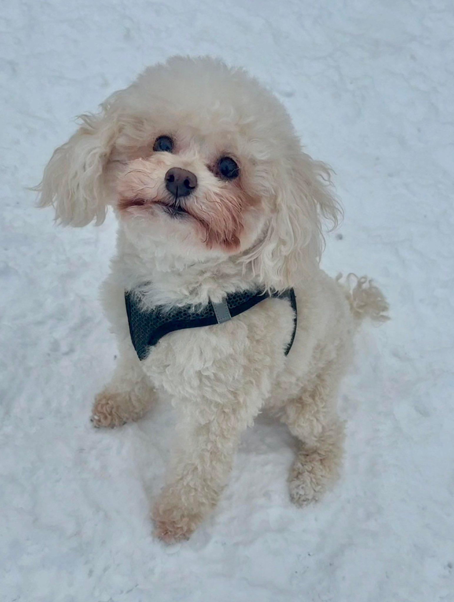 Frida, a ADOPTABLE Miniature Poodle in Randolph Center, VT image 2/3