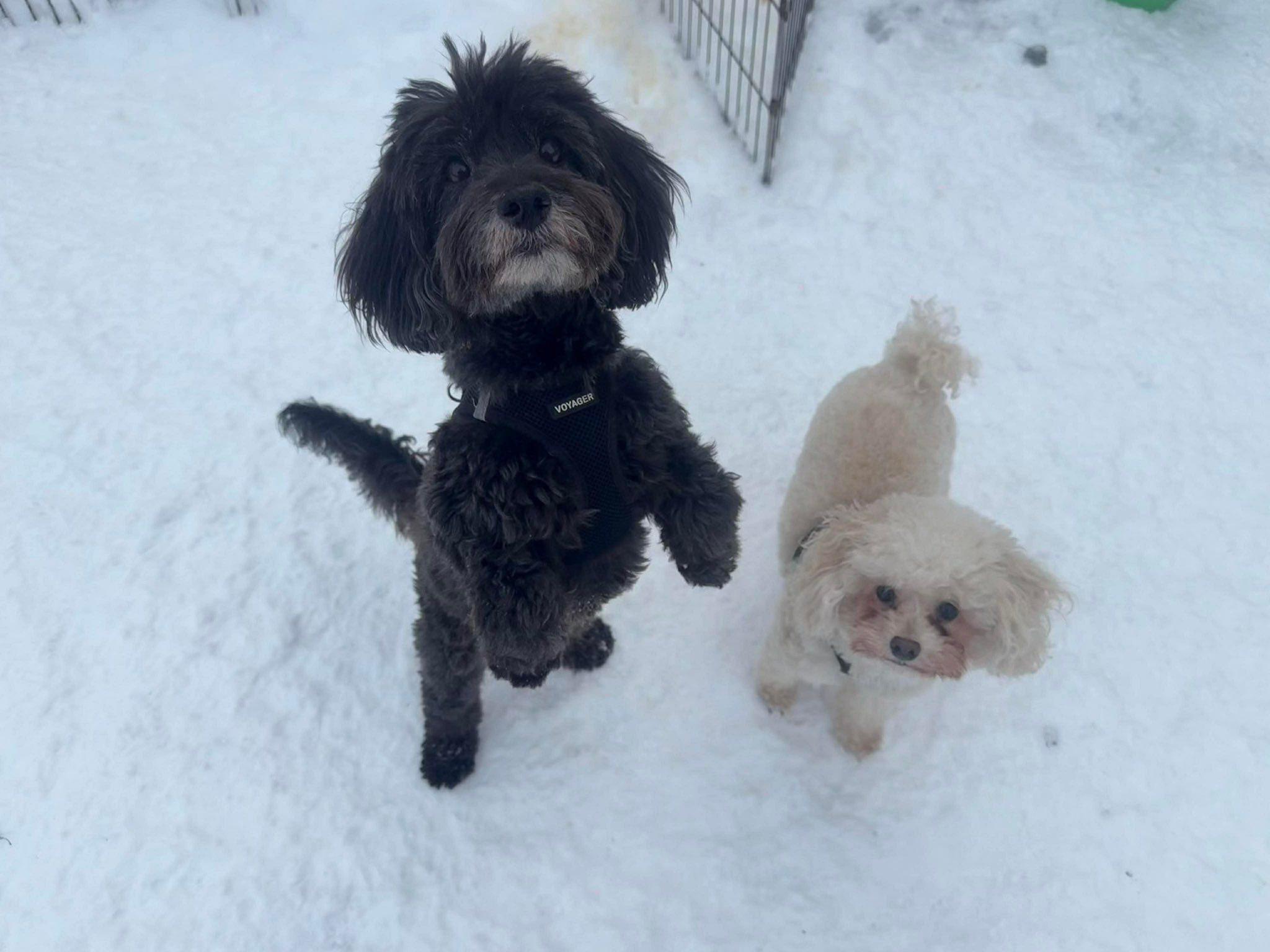 Frida, a ADOPTABLE Miniature Poodle in Randolph Center, VT image 3/3