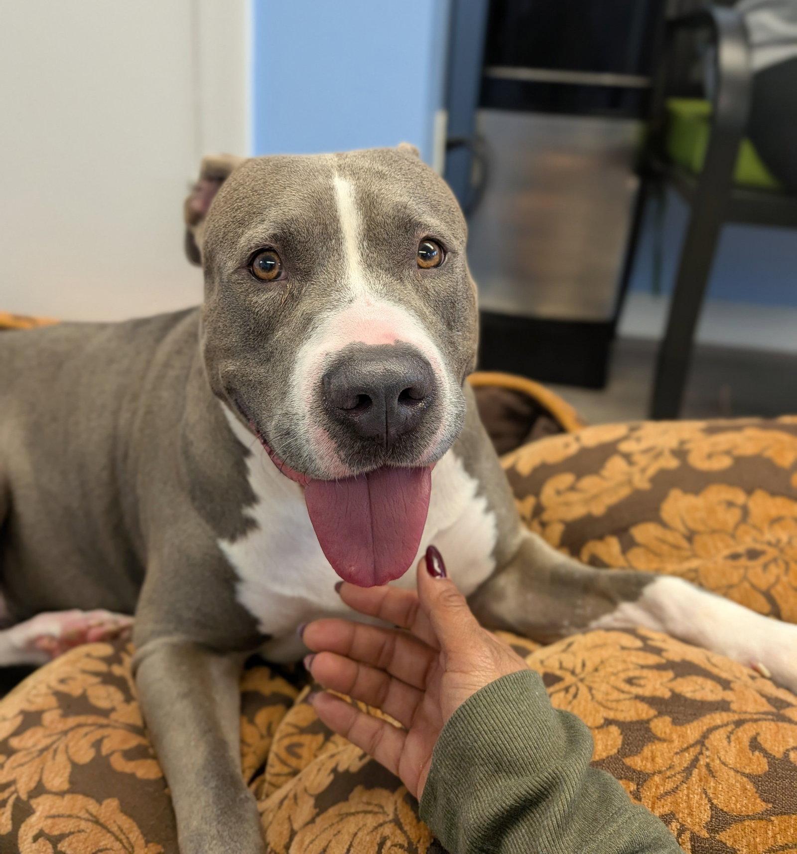 Enlarge Sky, a Adoptable Pit Bull Terrier in Cliffwood, NJ image 1/3