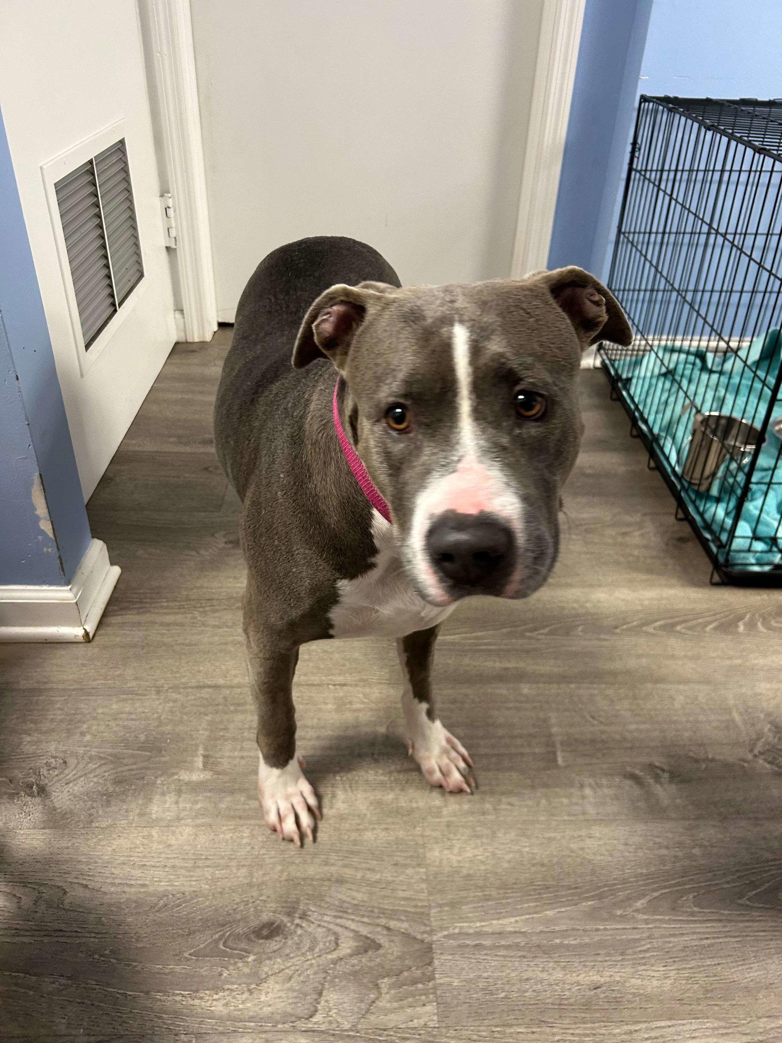 Enlarge Sky, a Adoptable Pit Bull Terrier in Cliffwood, NJ image 2/3