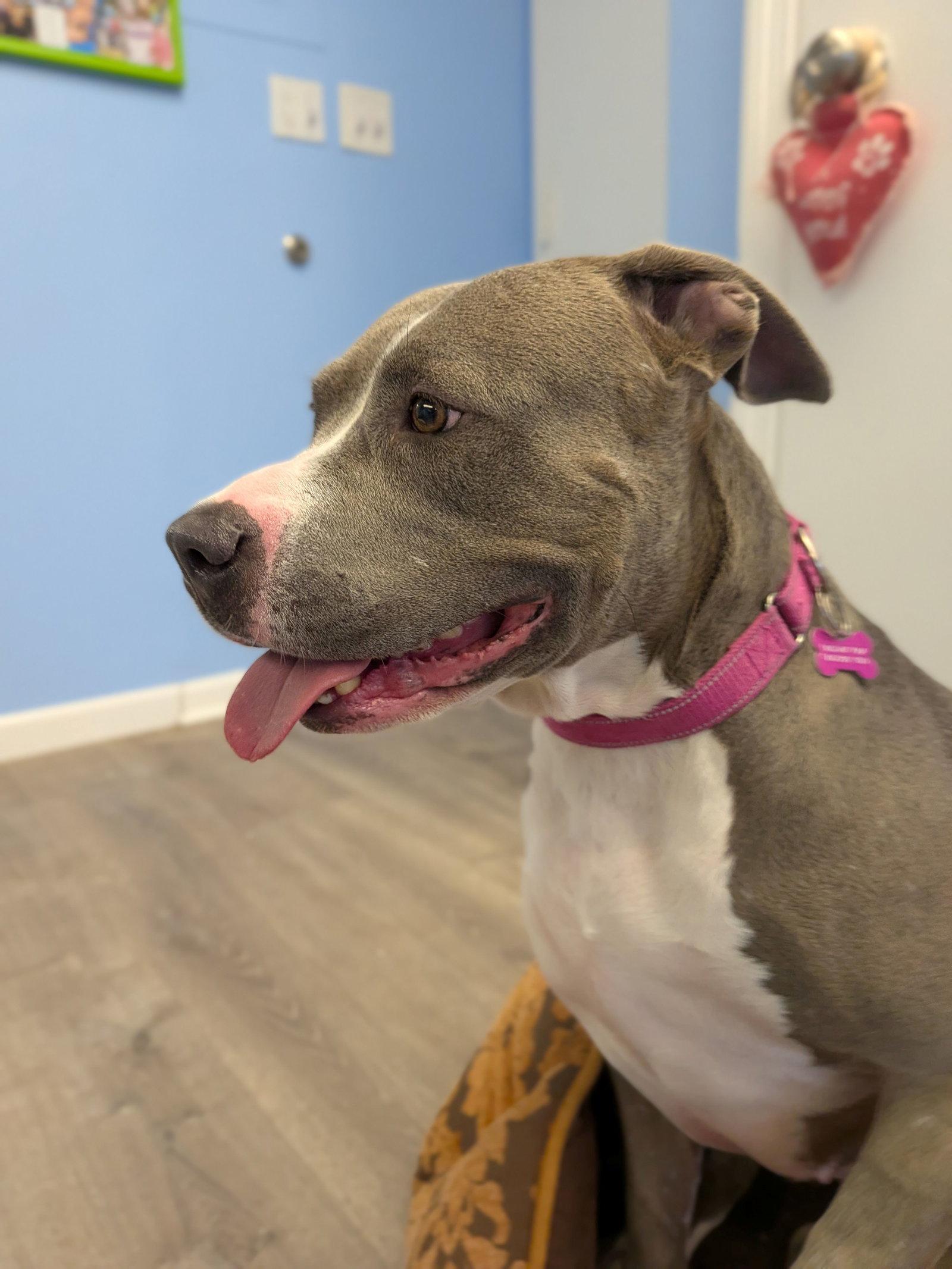 Enlarge Sky, a Adoptable Pit Bull Terrier in Cliffwood, NJ image 3/3