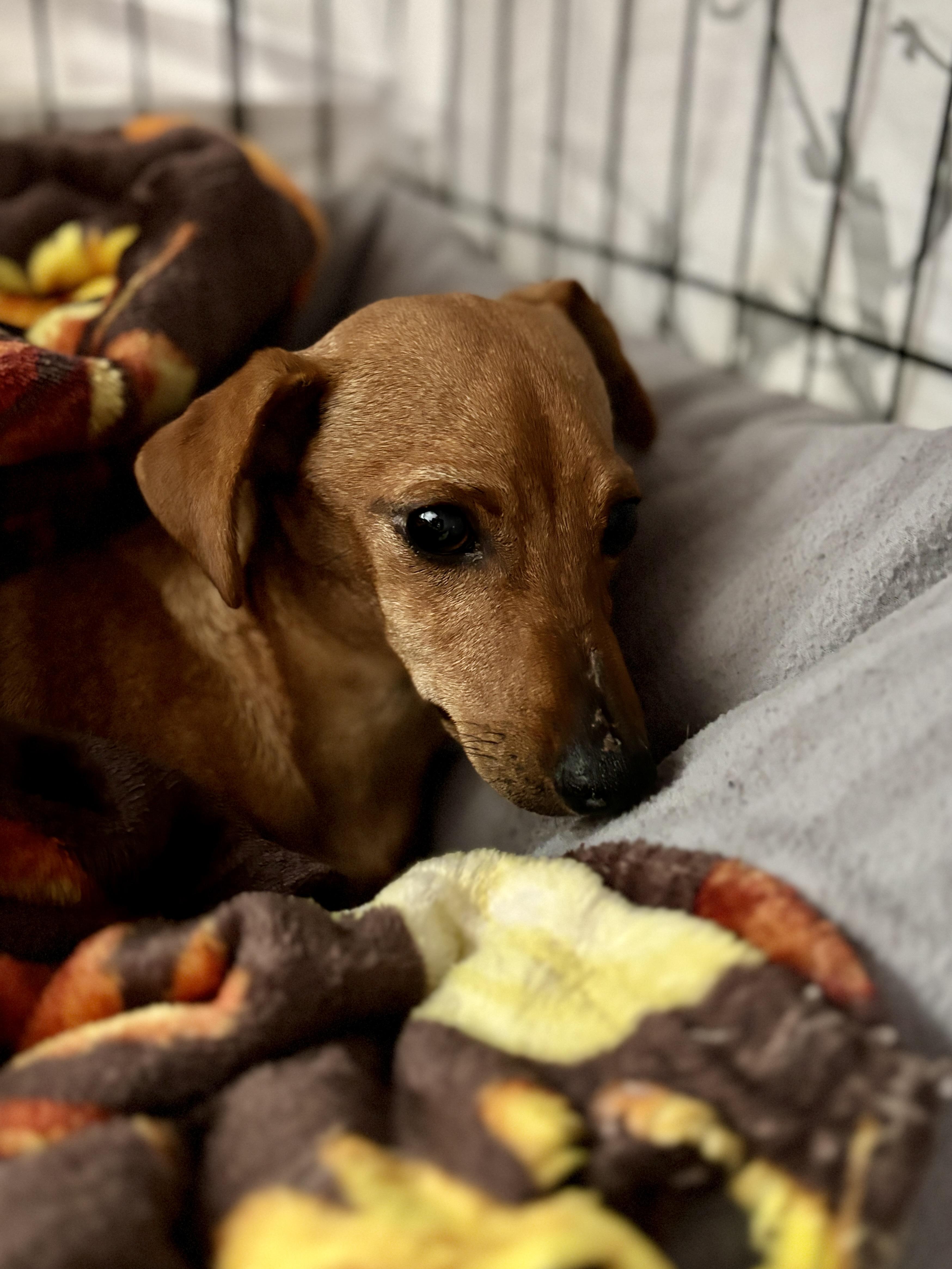 Enlarge DEWEY, a ADOPTABLE mixed breed in Arroyo Grande, CA image 2/5