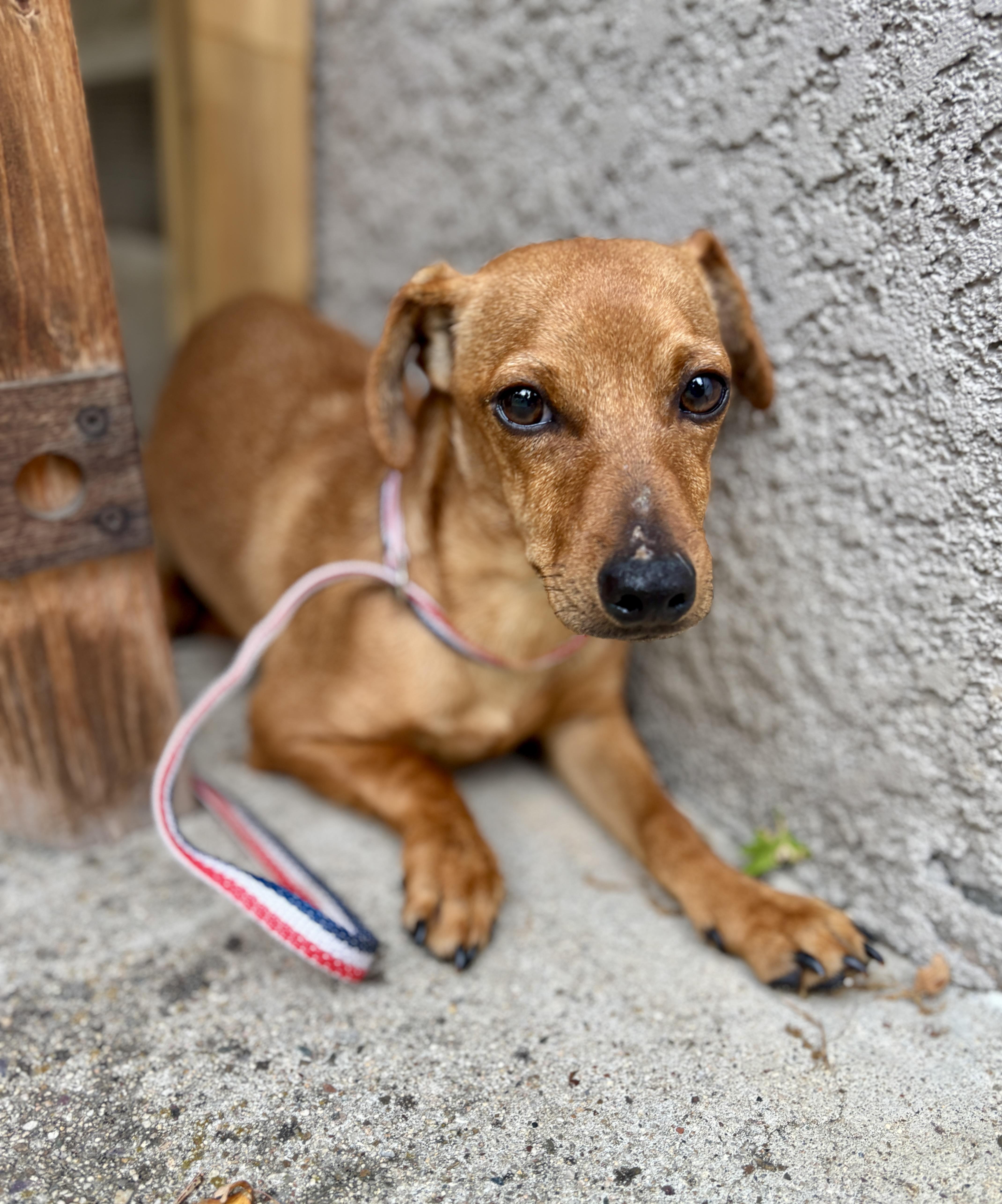 Enlarge DEWEY, a ADOPTABLE mixed breed in Arroyo Grande, CA image 1/5
