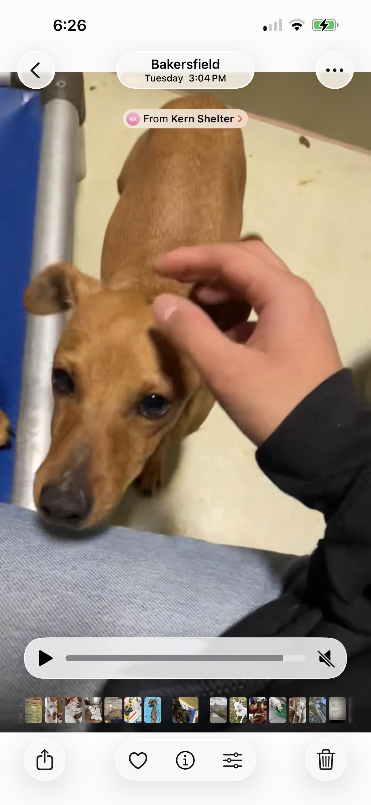 Enlarge DEWEY, a ADOPTABLE mixed breed in Arroyo Grande, CA image 5/5