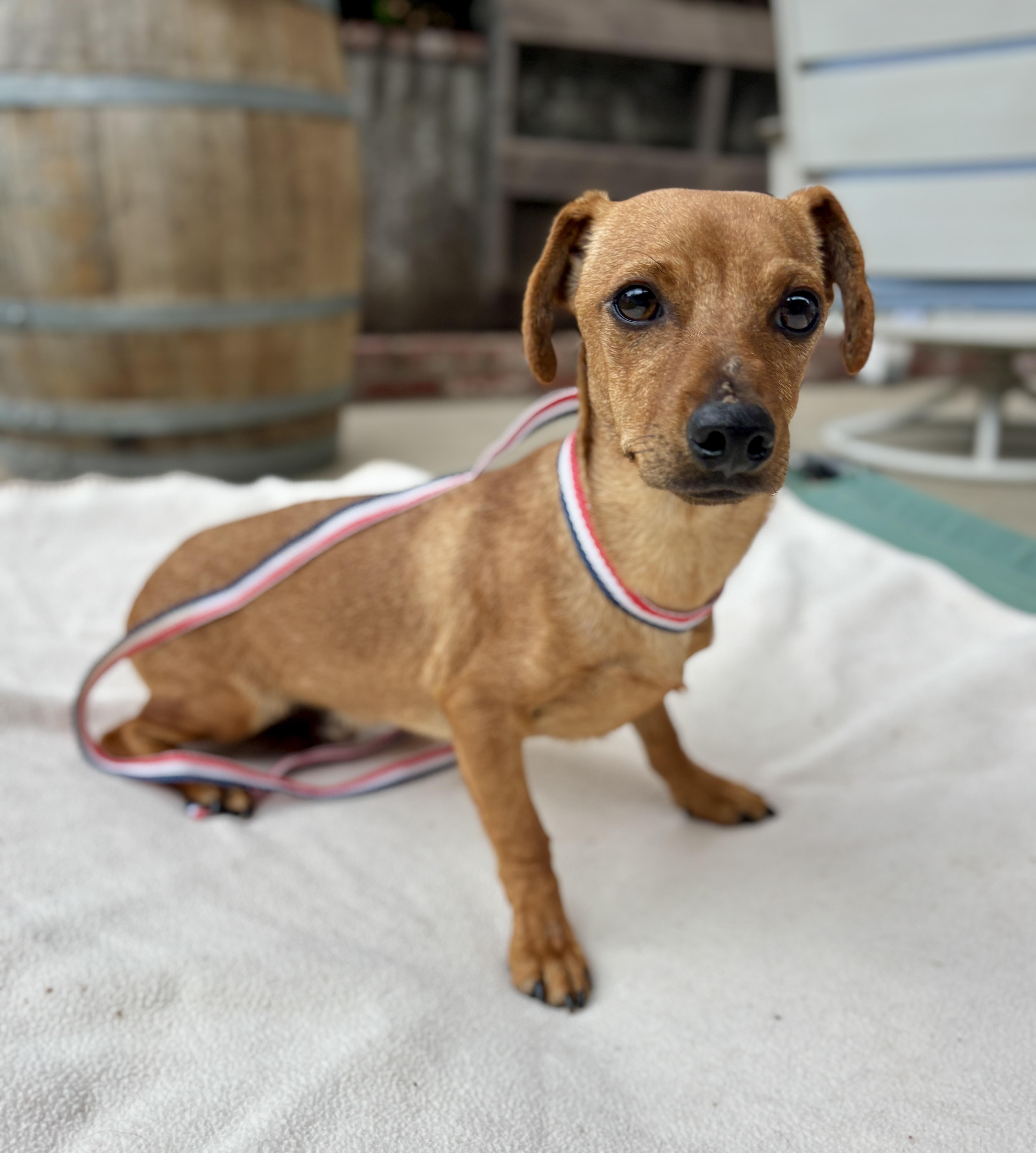 Enlarge DEWEY, a ADOPTABLE mixed breed in Arroyo Grande, CA image 3/5