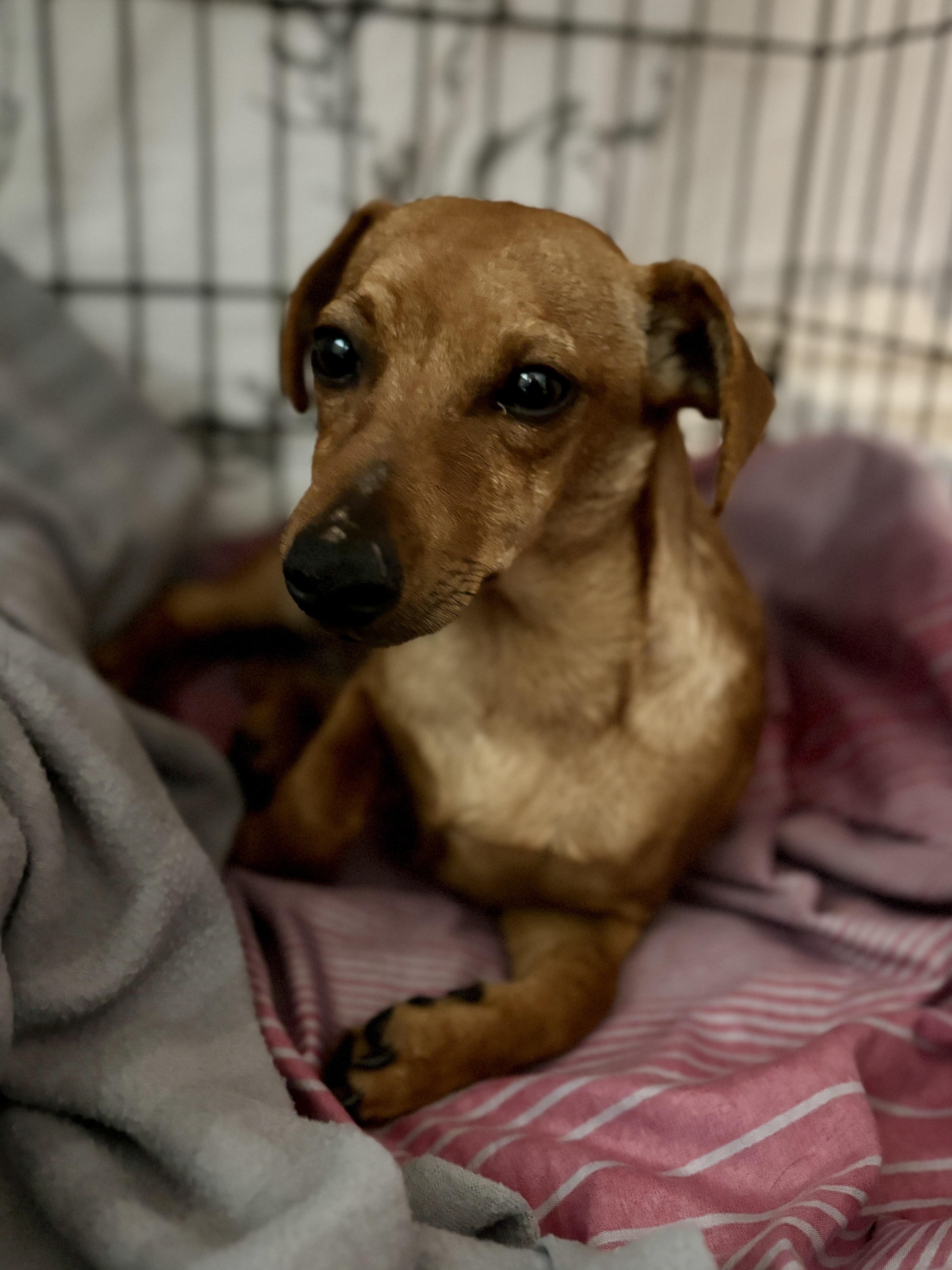 Enlarge DEWEY, a ADOPTABLE mixed breed in Arroyo Grande, CA image 4/5