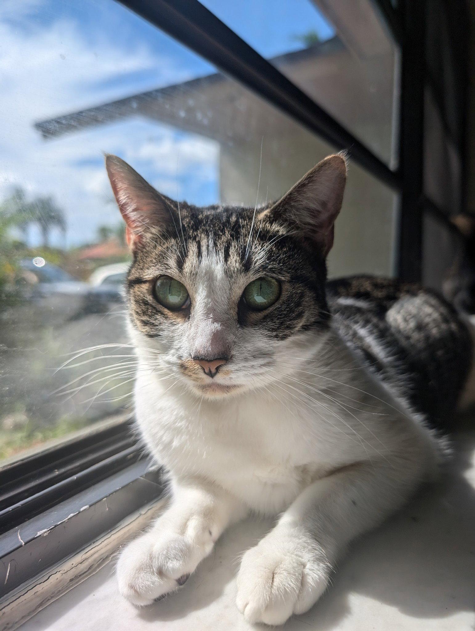 Alice, Adoptable, Adult Female American Shorthair.