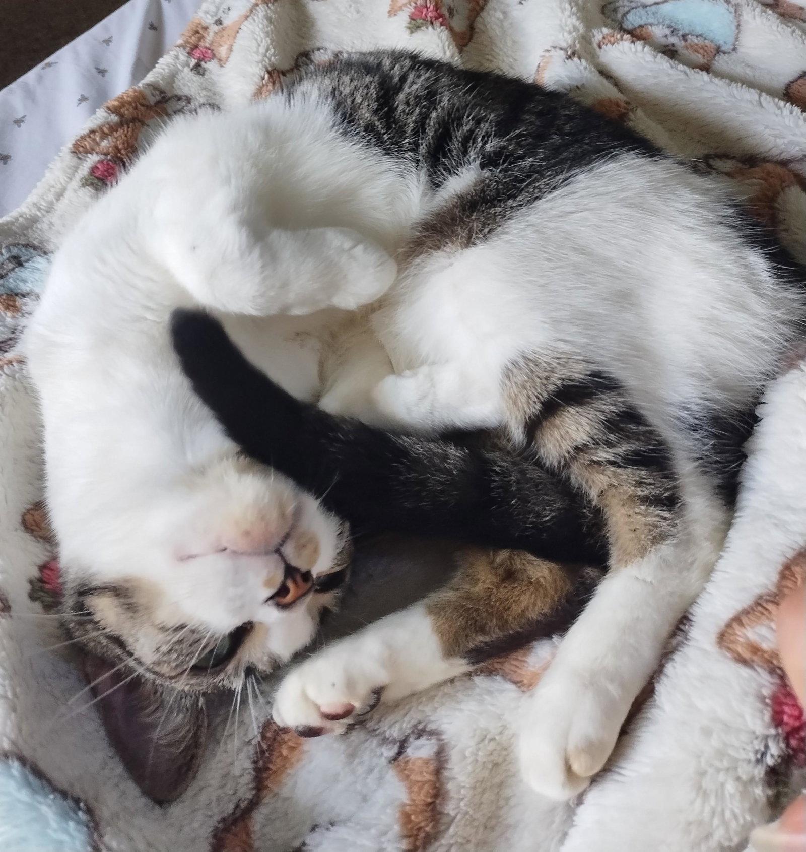 Enlarge Alice, a Adoptable American Shorthair in Naples, FL image 2/2