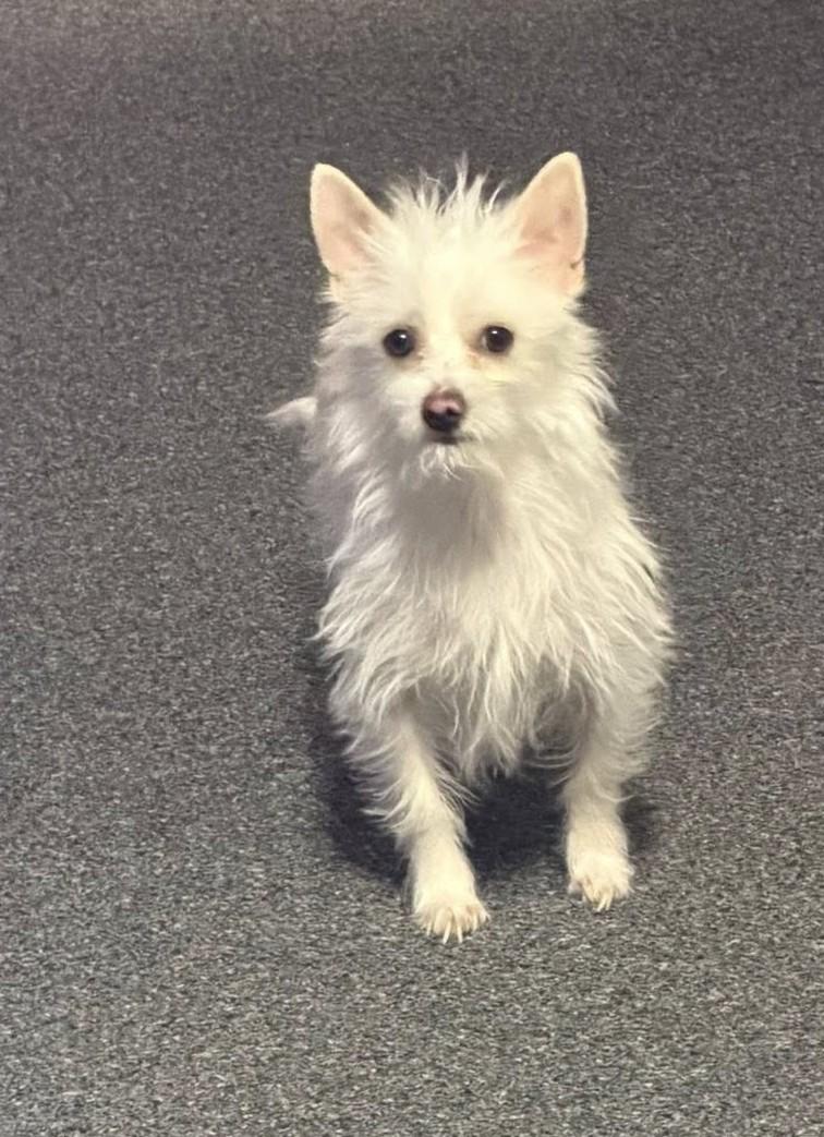 Enlarge Jerry, a ADOPTABLE mixed breed in Chappell, NE image 1/1