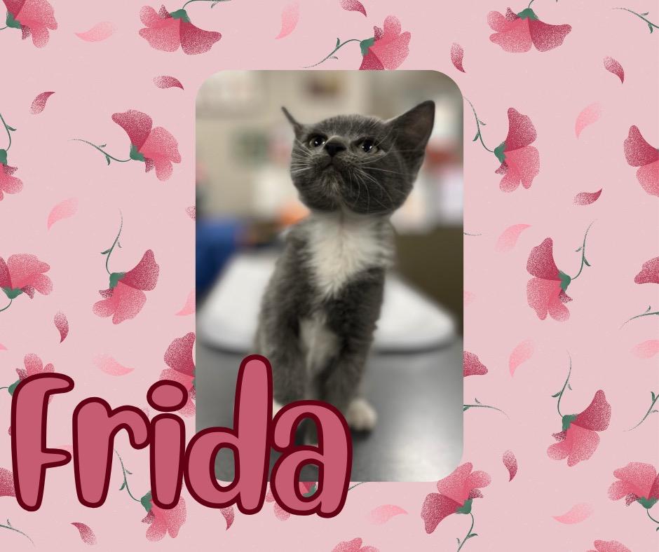 Enlarge Frida, a Adoptable mixed breed in Hopkinsville, KY image 1/3