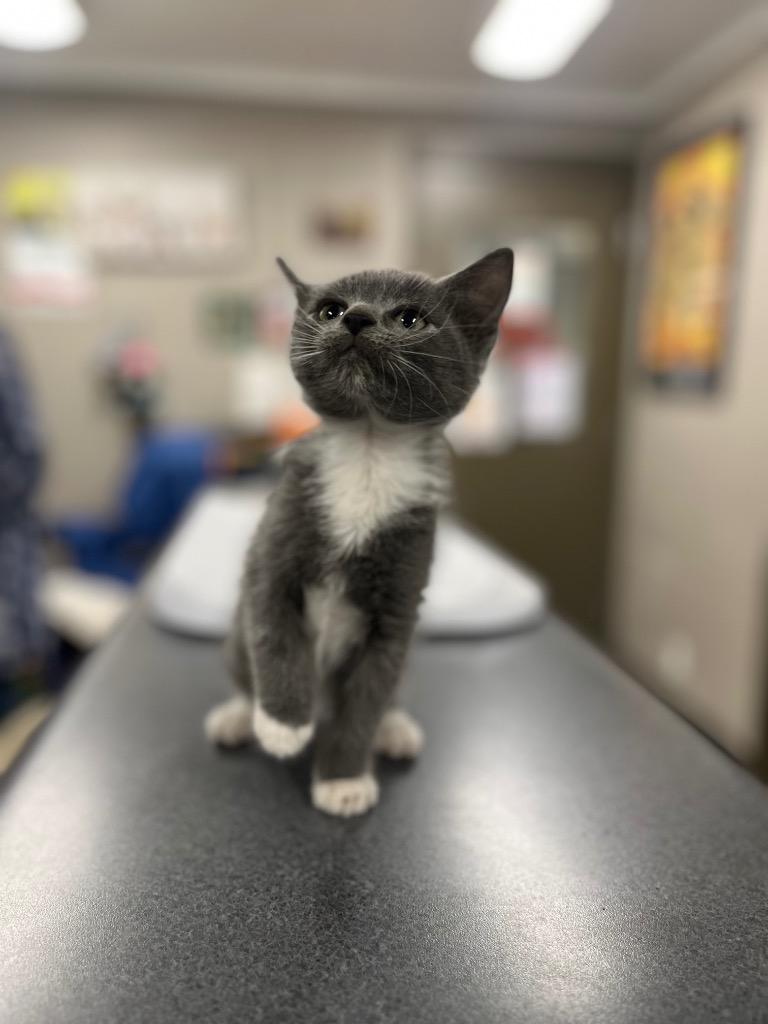 Enlarge Frida, a Adoptable mixed breed in Hopkinsville, KY image 2/3