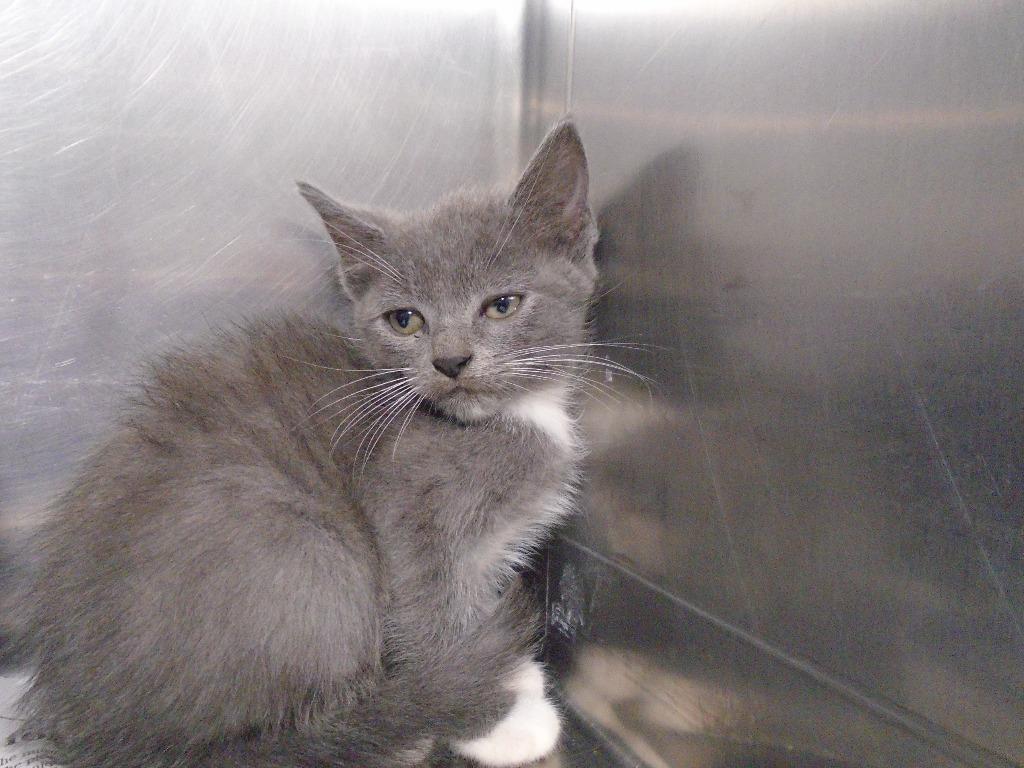 Enlarge Frida, a Adoptable mixed breed in Hopkinsville, KY image 3/3