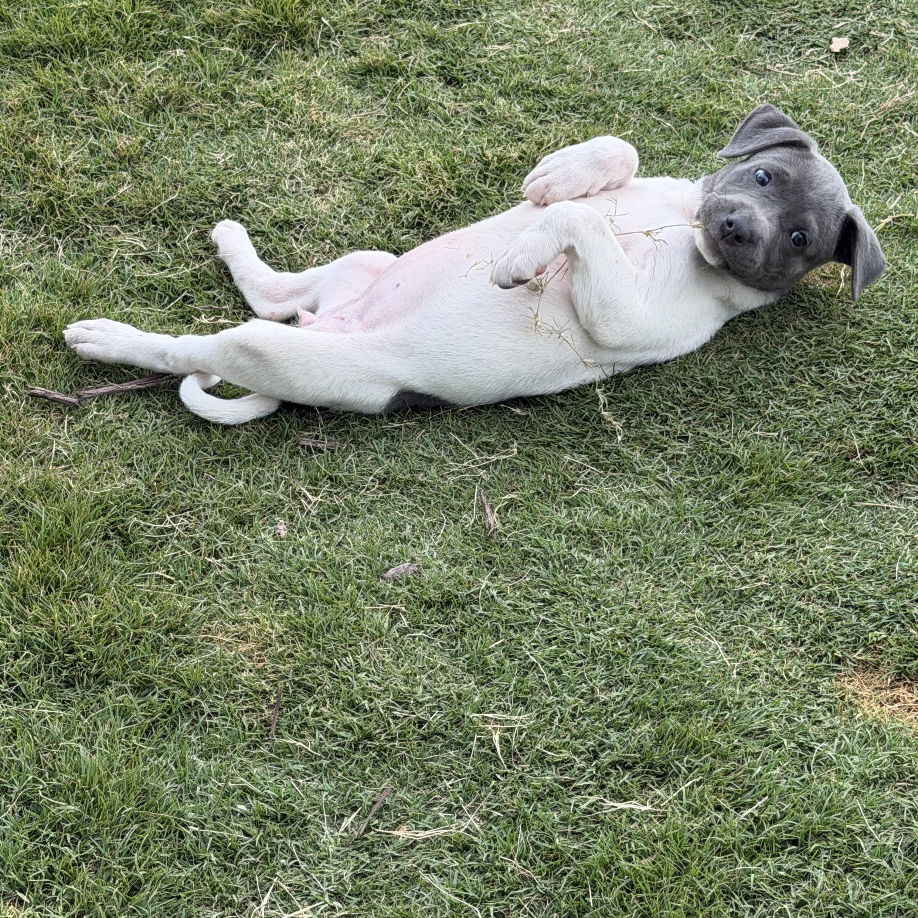 Enlarge Turtle (Raleigh foster home), an adopted mixed breed in Clayton, NC image 4/6