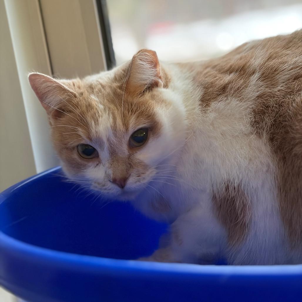 Enlarge Shrimp, a Adoptable Domestic Short Hair in West Olive, MI image 1/3