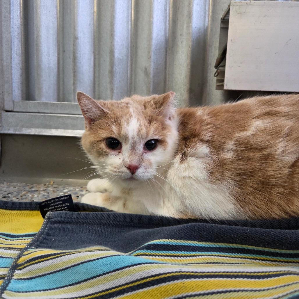 Enlarge Shrimp, a Adoptable Domestic Short Hair in West Olive, MI image 2/3