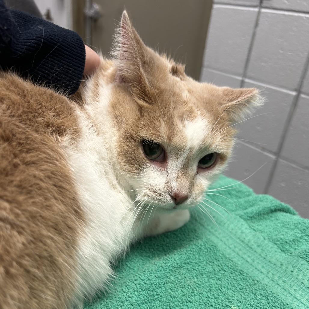 Enlarge Shrimp, a Adoptable Domestic Short Hair in West Olive, MI image 3/3