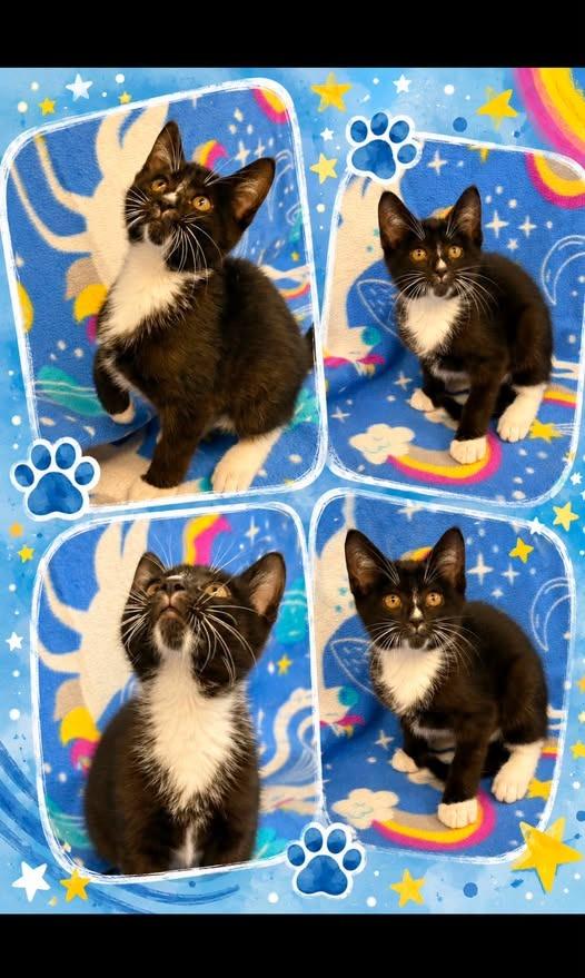 yoshi, Adoptable, Kitten Male Domestic Short Hair.