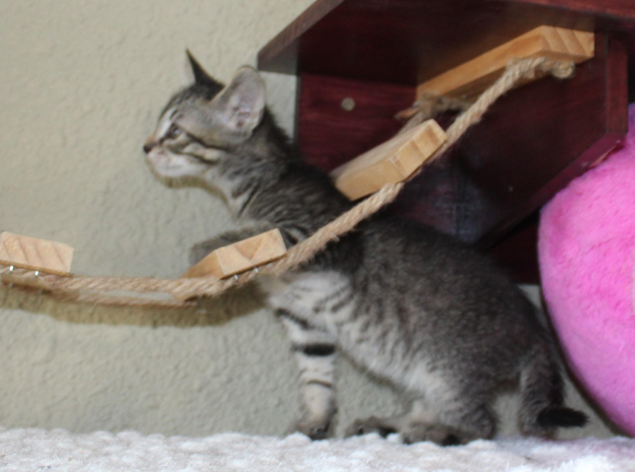 Storm, a Adoptable mixed breed in Huron, SD image 1/4