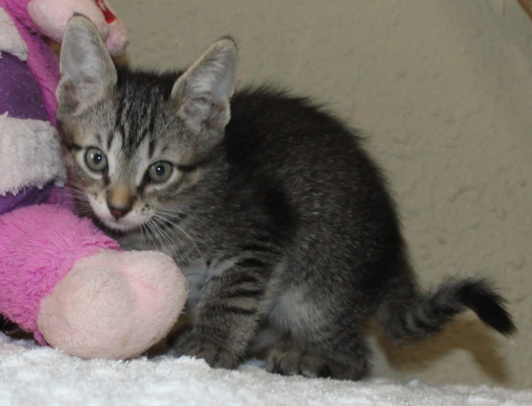 Storm, a Adoptable mixed breed in Huron, SD image 2/4