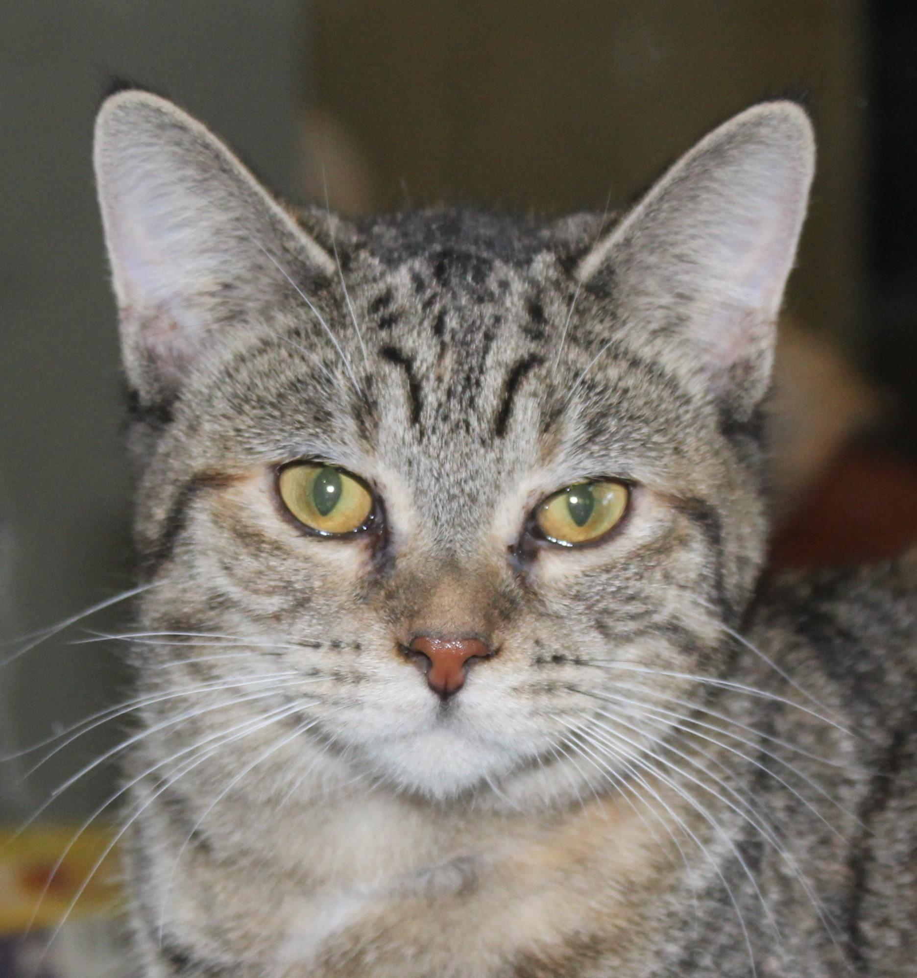 Enlarge Storm, a Adoptable mixed breed in Huron, SD image 2/5