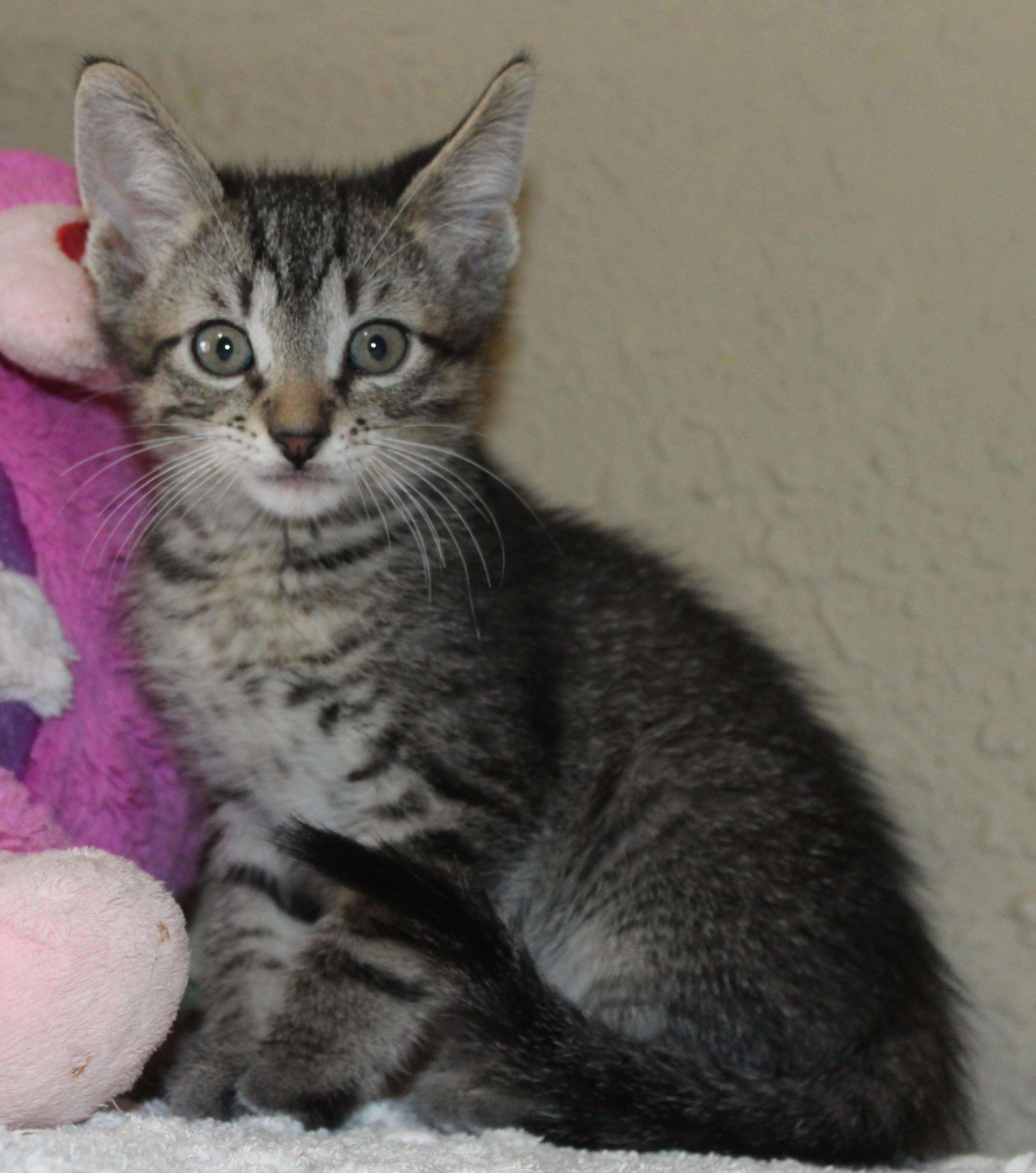 Storm, a Adoptable mixed breed in Huron, SD image 4/4