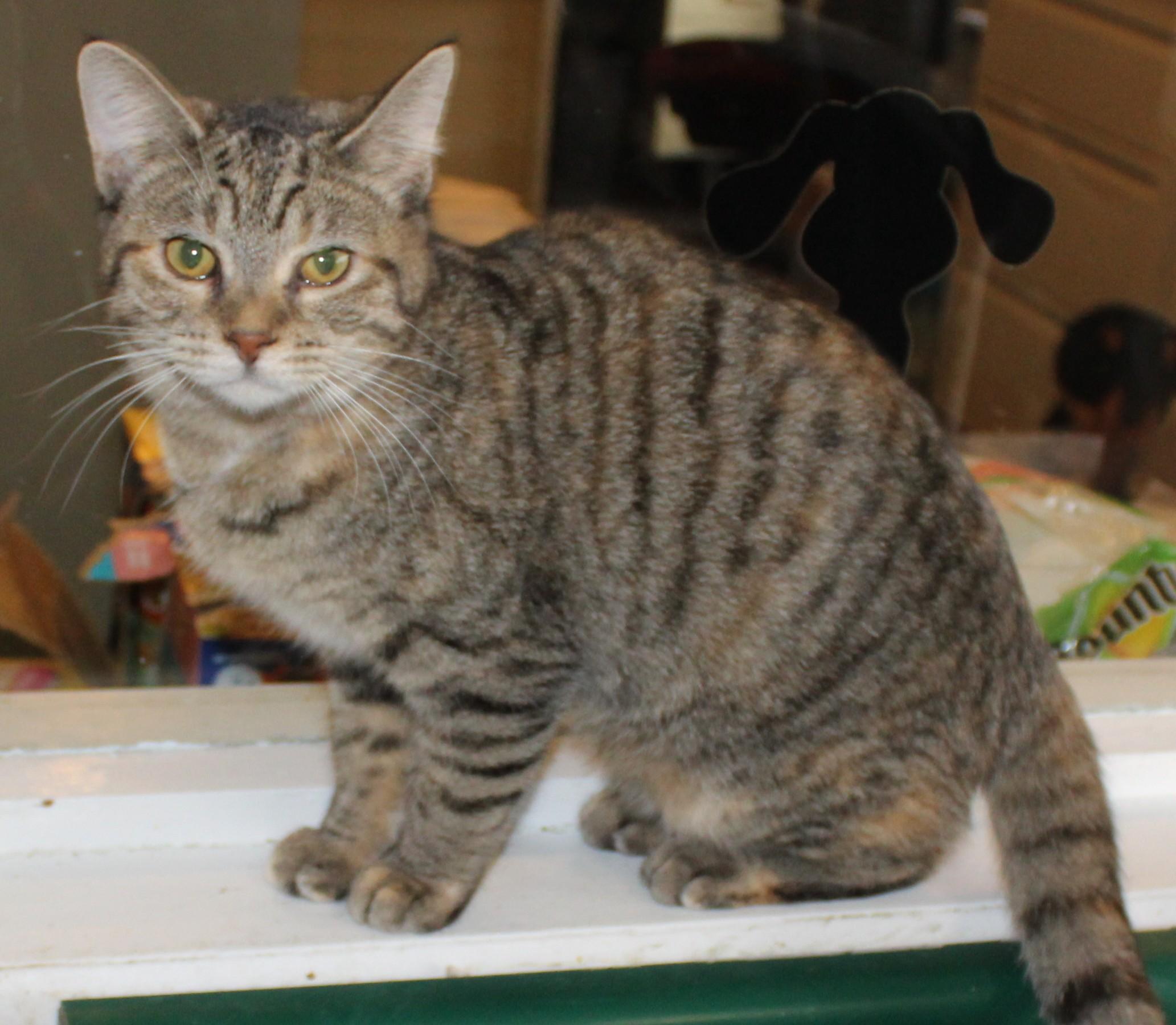 Enlarge Storm, a Adoptable mixed breed in Huron, SD image 1/5