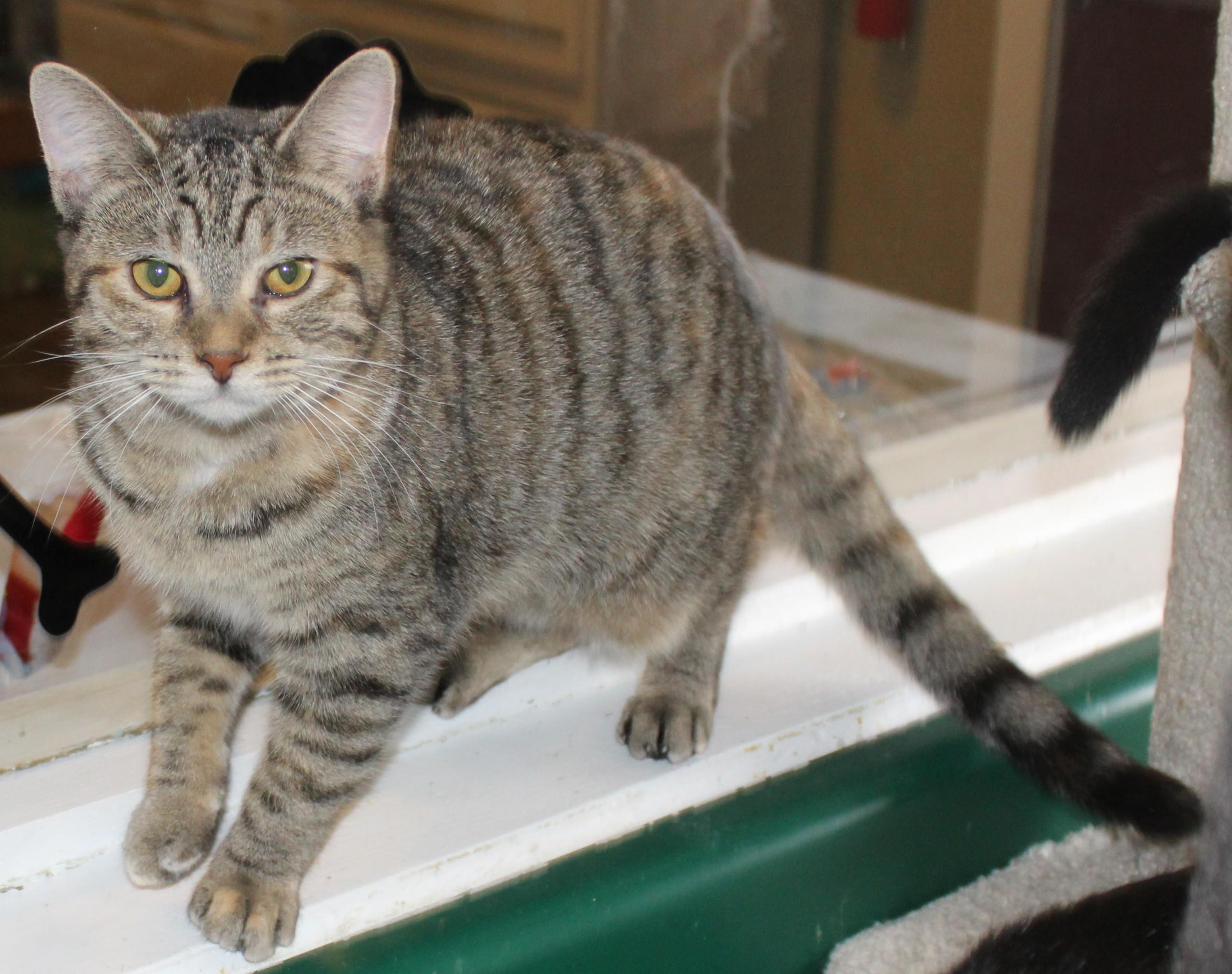 Enlarge Storm, a Adoptable mixed breed in Huron, SD image 3/5