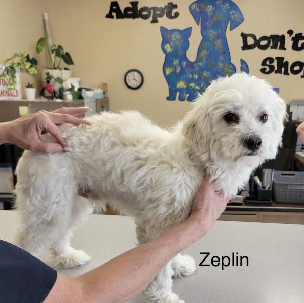 Zeplin, Adopted, Adult Male Maltese.